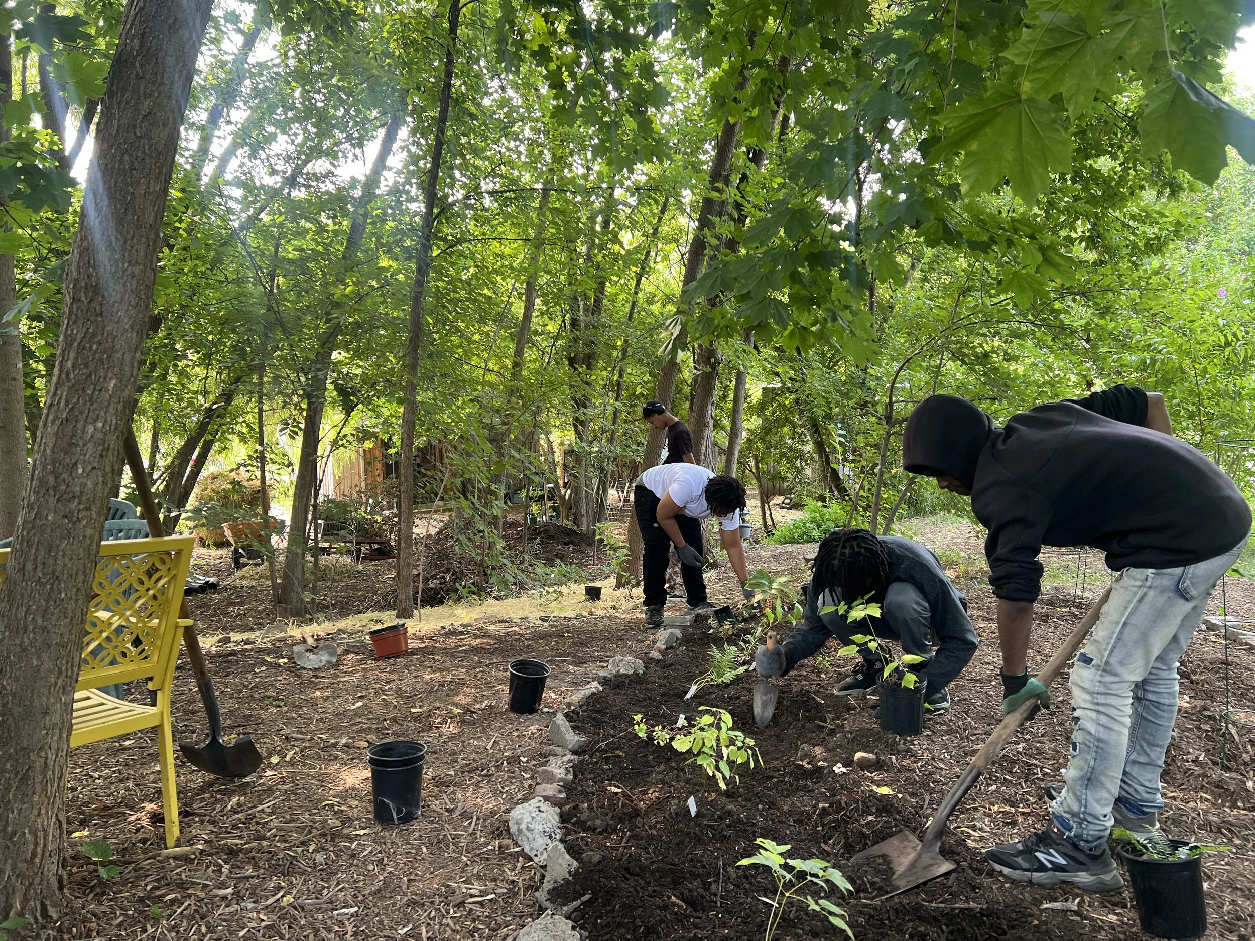 People planting small trees in a wooded garden, using shovels and placing potted plants in the soil.