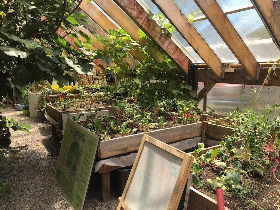 Inside a greenhouse with wooden framing, various potted plants, and raised garden beds filled with leafy green plants.