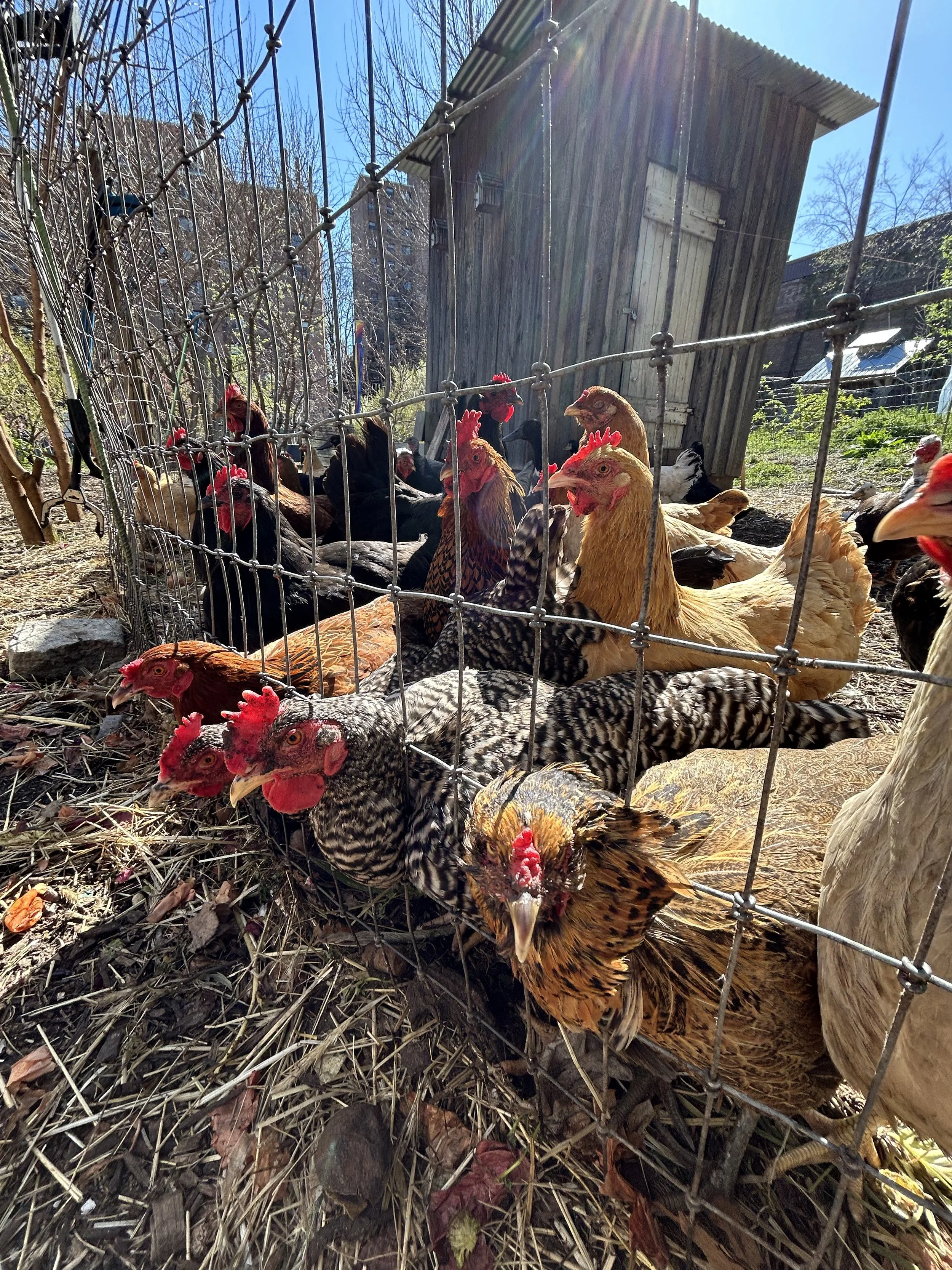 Several chickens and roosters inside a wire enclosure on a farm, with a wooden shed in the background and bright sunlight overhead.