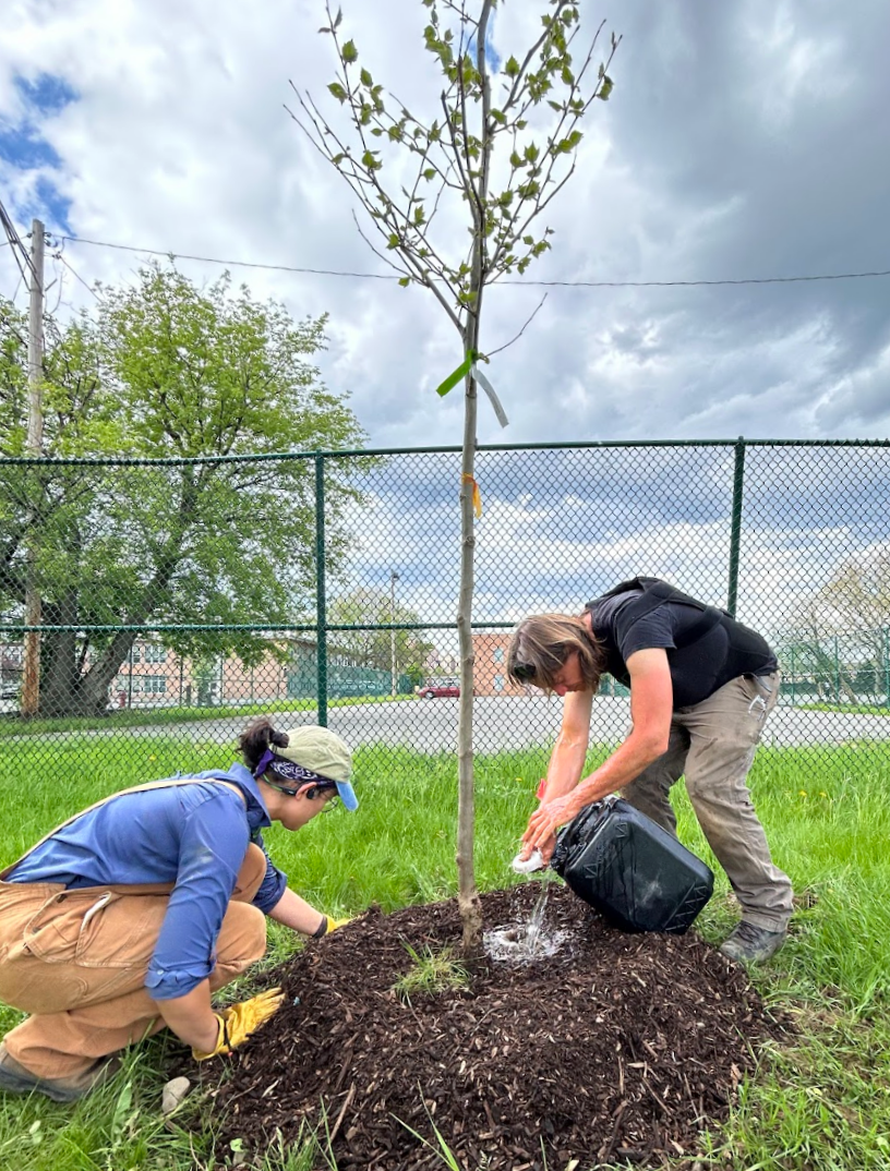 Two people planting a young tree in a grassy area with a chain-link fence behind them, under a partly cloudy sky.