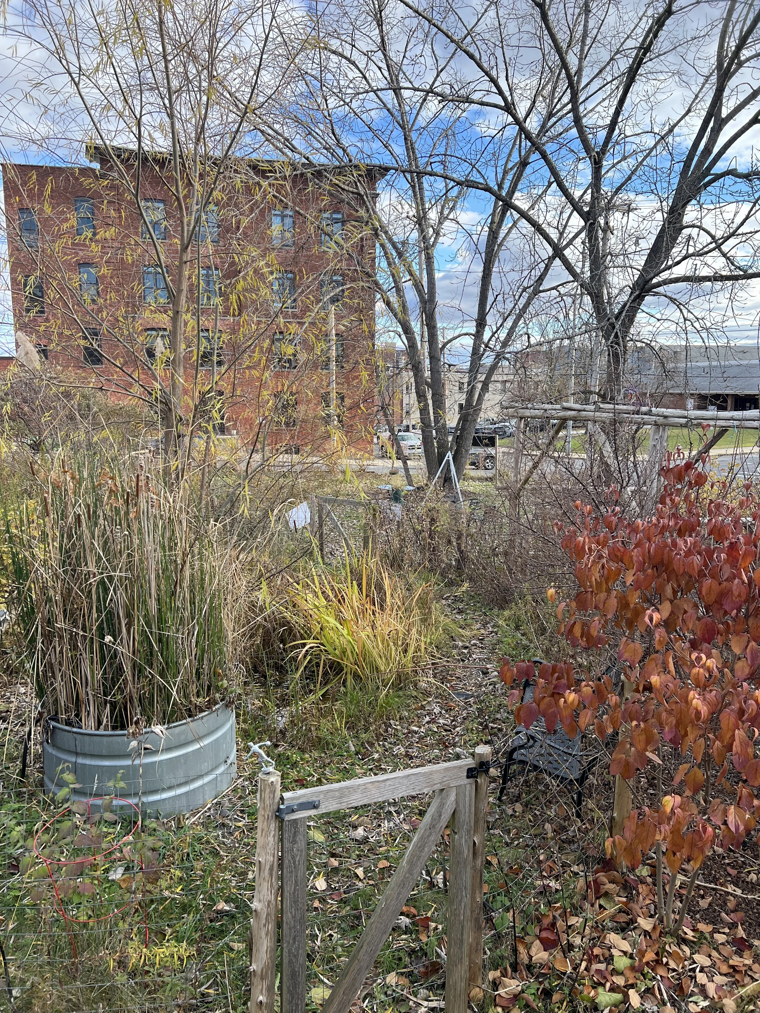 View of a small garden or backyard with dry and colorful plants, leafless trees, a wooden gate, and a brick building in the background on a partly cloudy day.