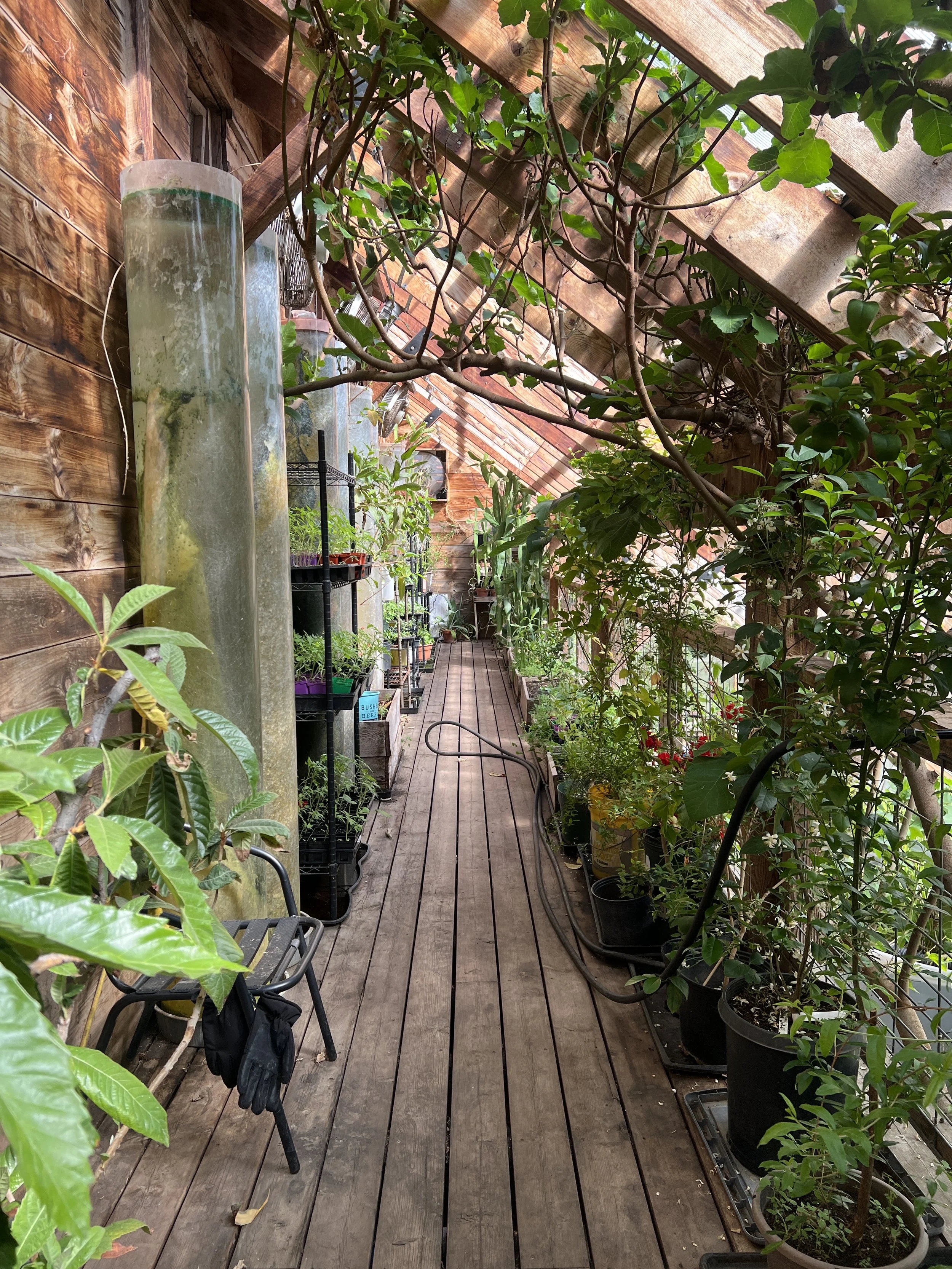 A narrow indoor garden pathway with wooden flooring, lined with various potted plants and greenery on both sides, and a sloped wooden and glass roof overhead.