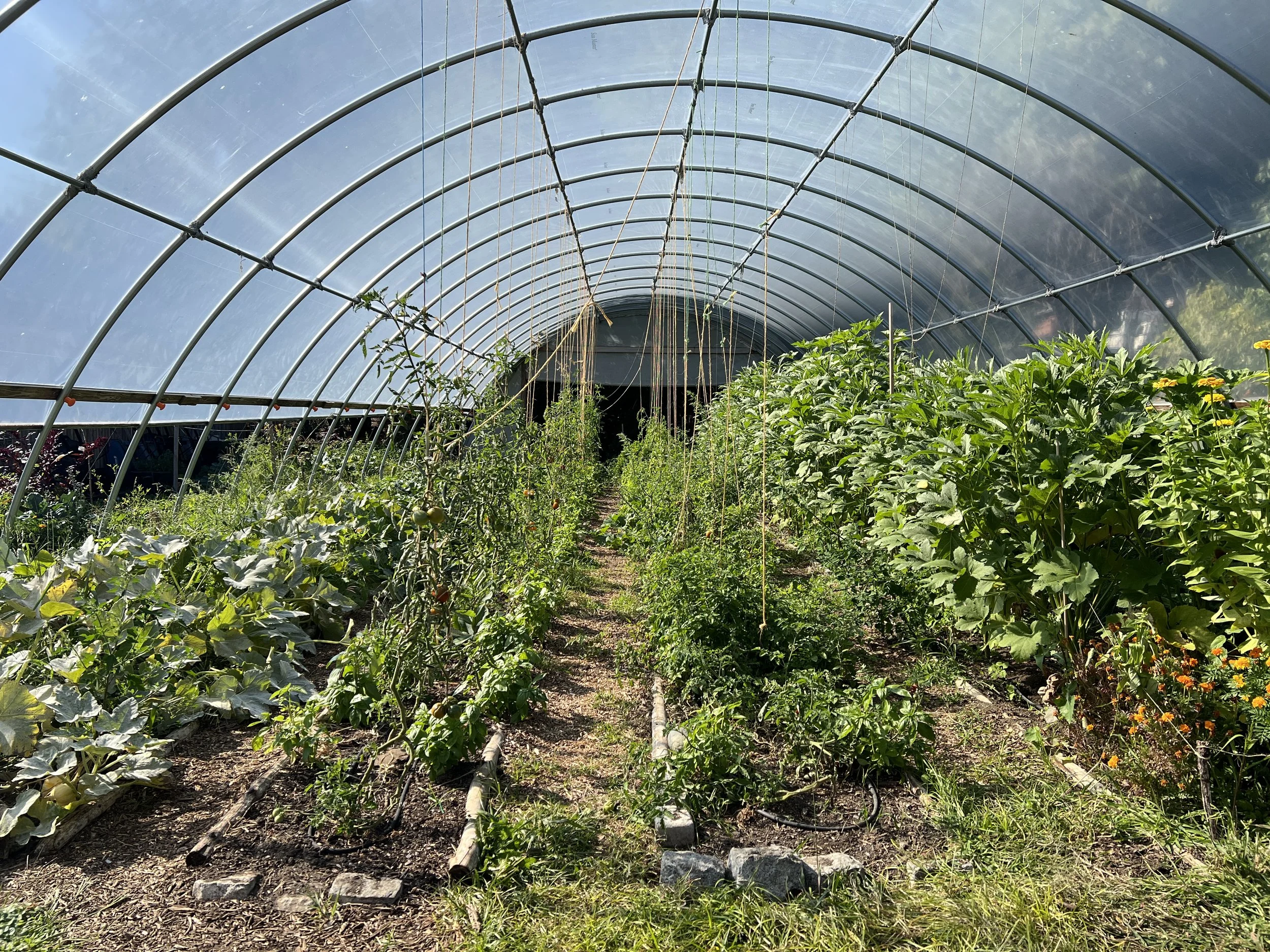 Inside a greenhouse with rows of various green plants and vegetables.