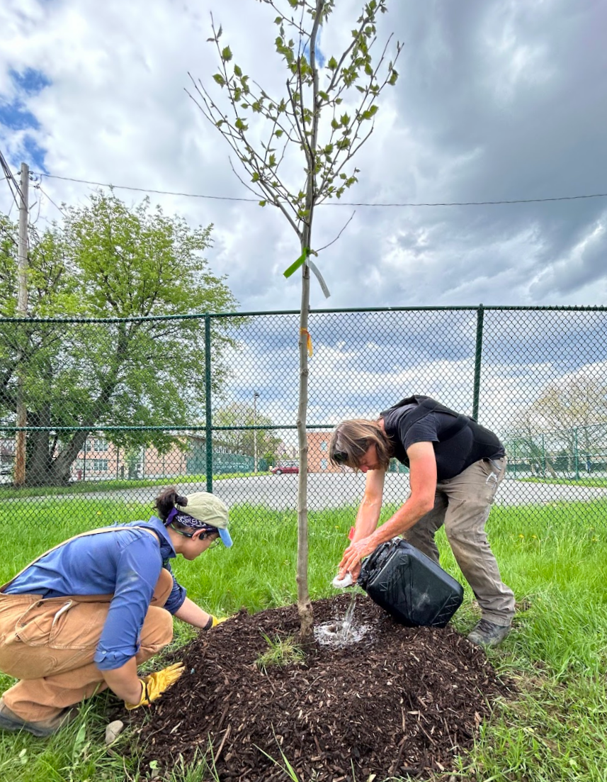 Two people planting a young tree in a grassy area with a chain-link fence, cloudy sky, and trees in the background.