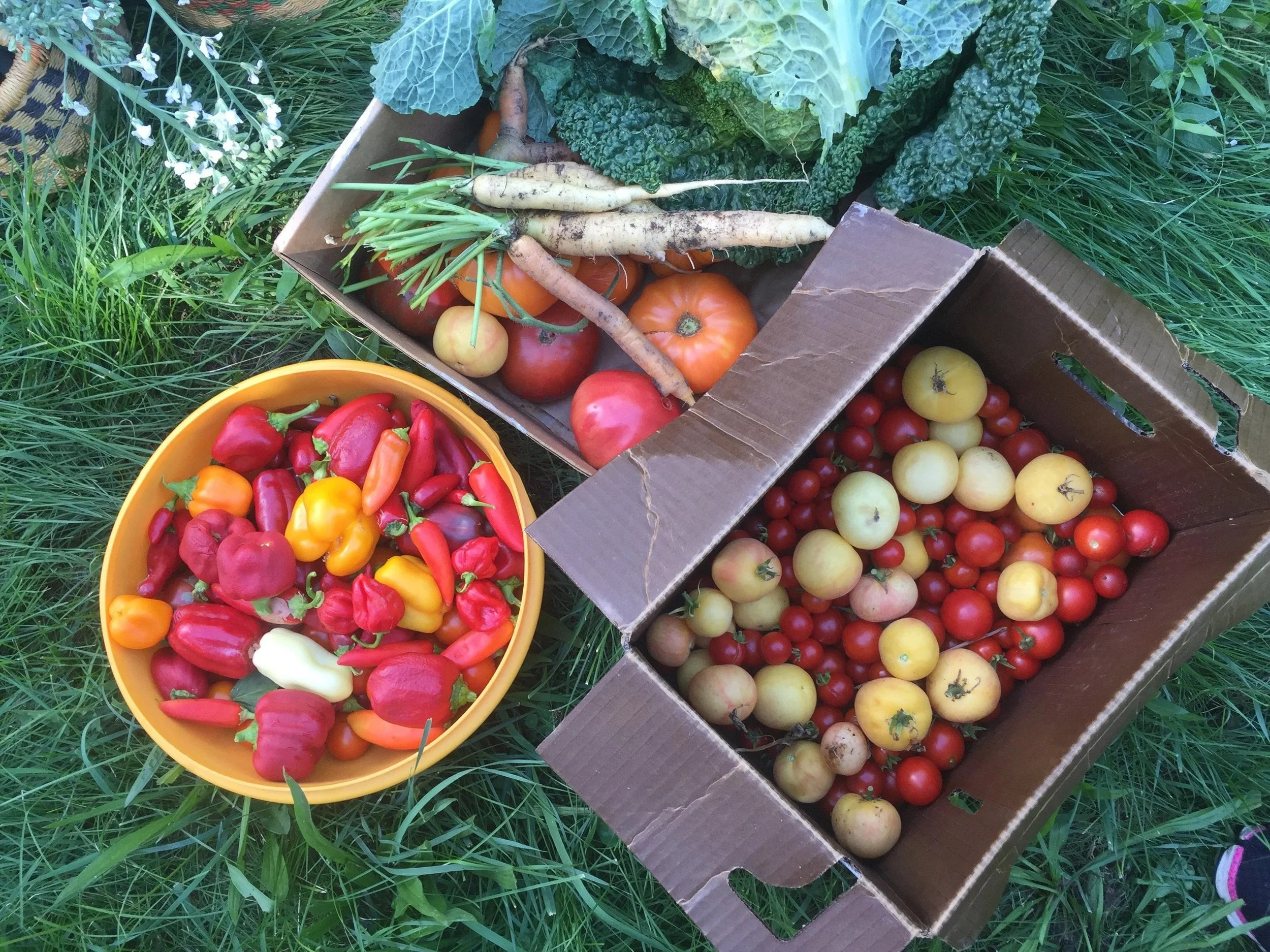 Fresh vegetables including peppers in a yellow bowl, and tomatoes, carrots, and other produce in open cardboard boxes on grass.
