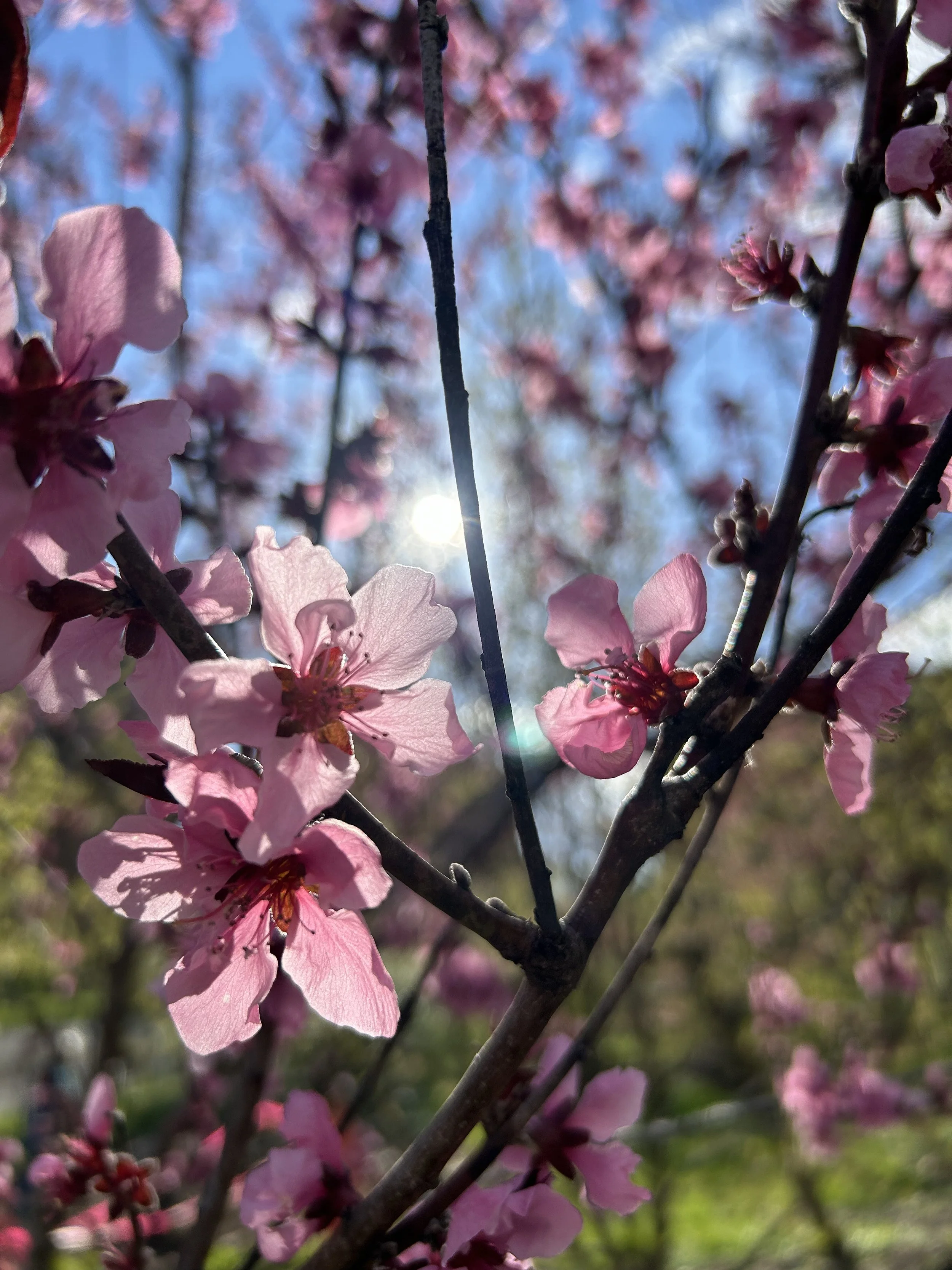 Close-up of pink cherry blossoms on tree branches with sunlight and blue sky in the background.