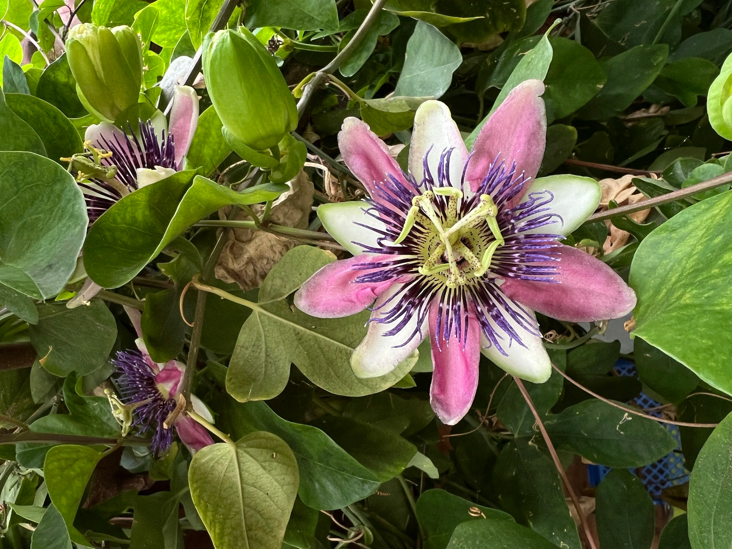 A blooming passionflower with pink, white, and purple petals surrounded by green leaves.