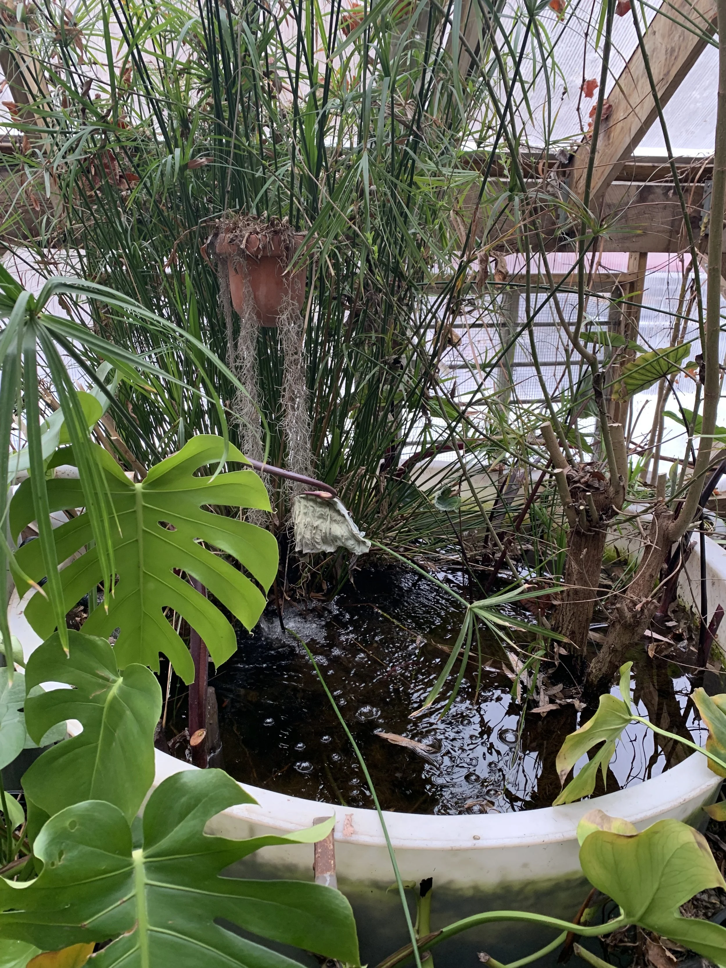 A small pond surrounded by lush green tropical plants inside a greenhouse.