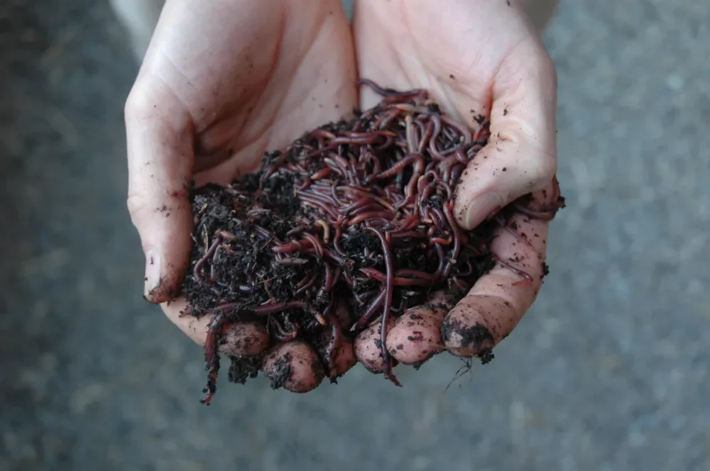 A person holding a handful of earthworms with soil on their dirt-stained hands.