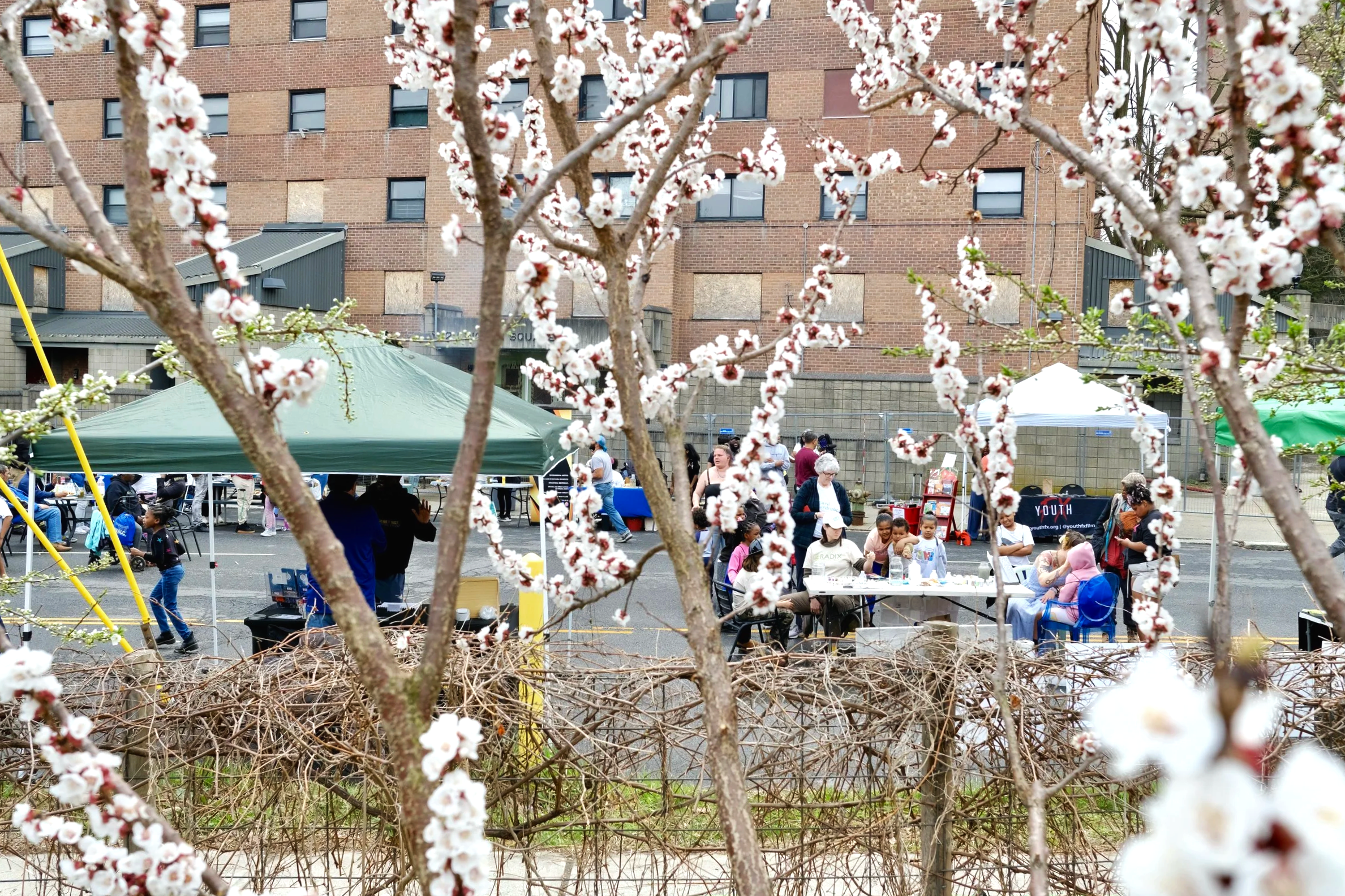 A community outdoor event with tents and tables, surrounded by blooming trees with white flowers, in a parking lot with a brick building in the background.
