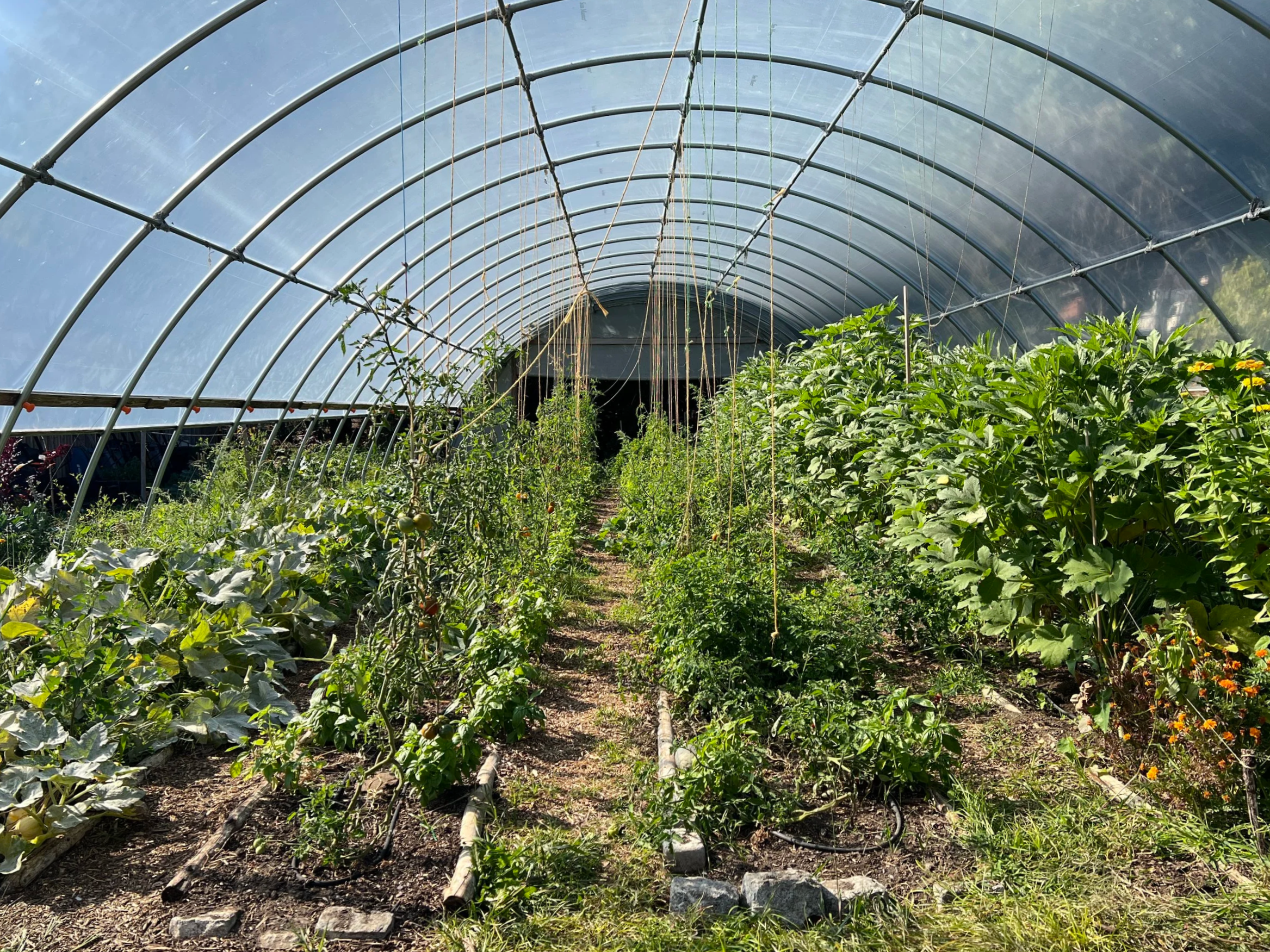 Inside a greenhouse with various plants and vegetables growing along rows, supported by strings and trellises, under an arched clear roof.