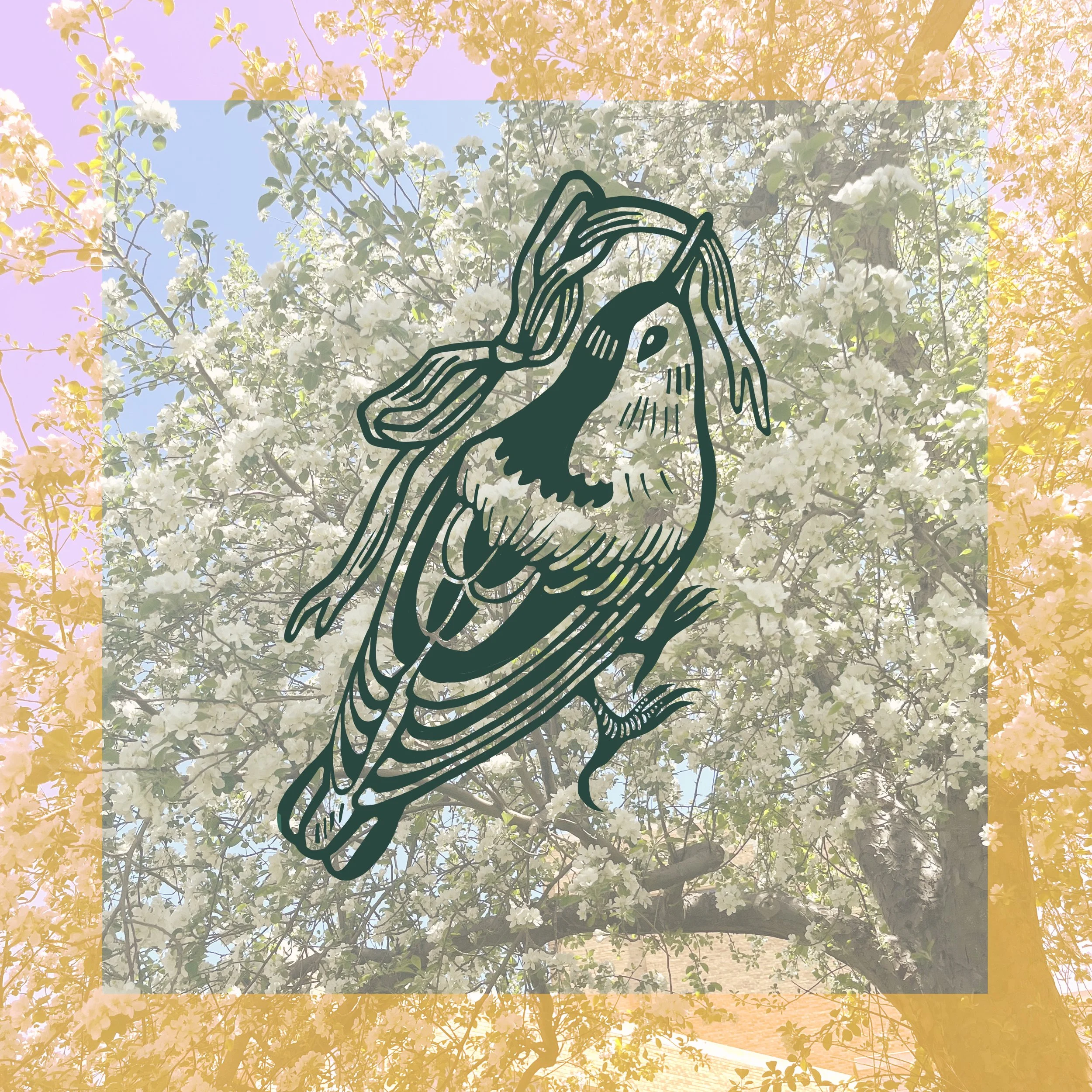 bird comm collage.jpg