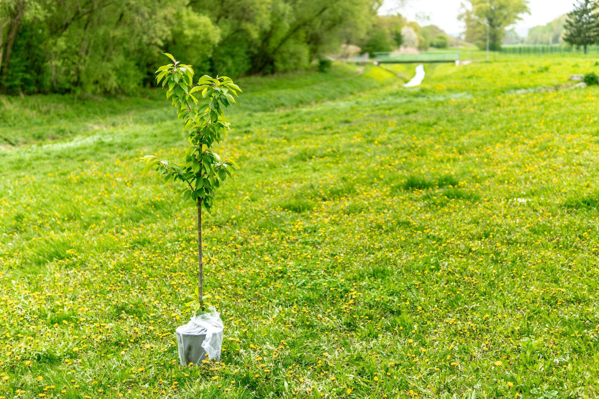 Earth Stewardship Tree Giveaway 2026