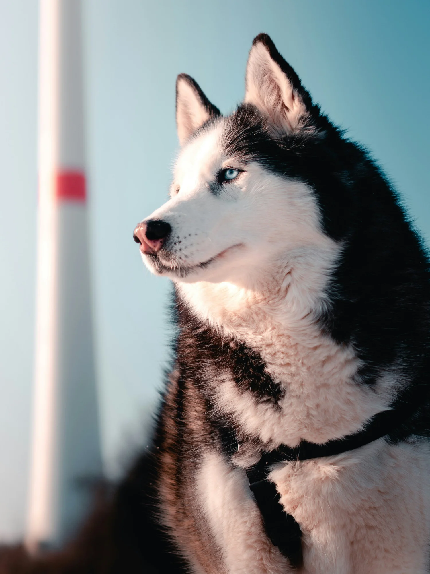 Husky from NorSled