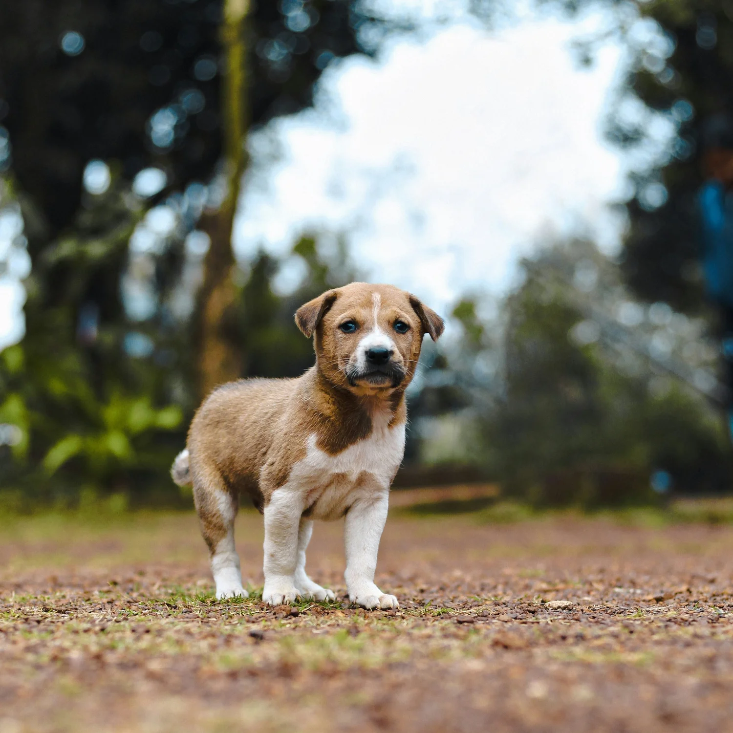 Dog from Cooper's Dream Rescue