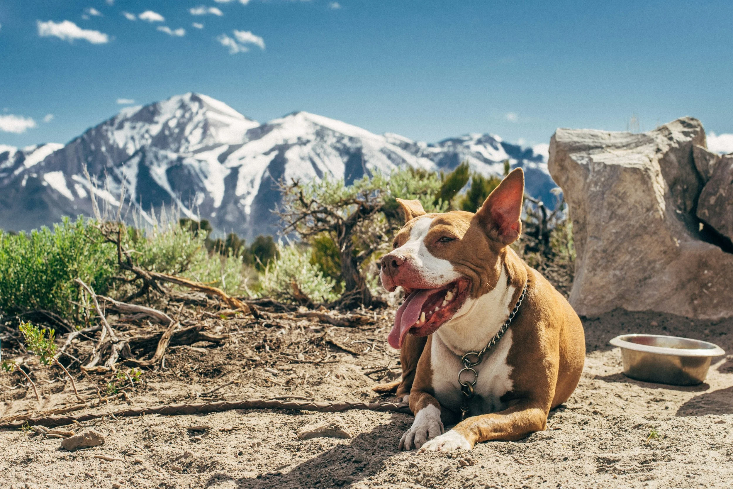 Dog from Rocketdog