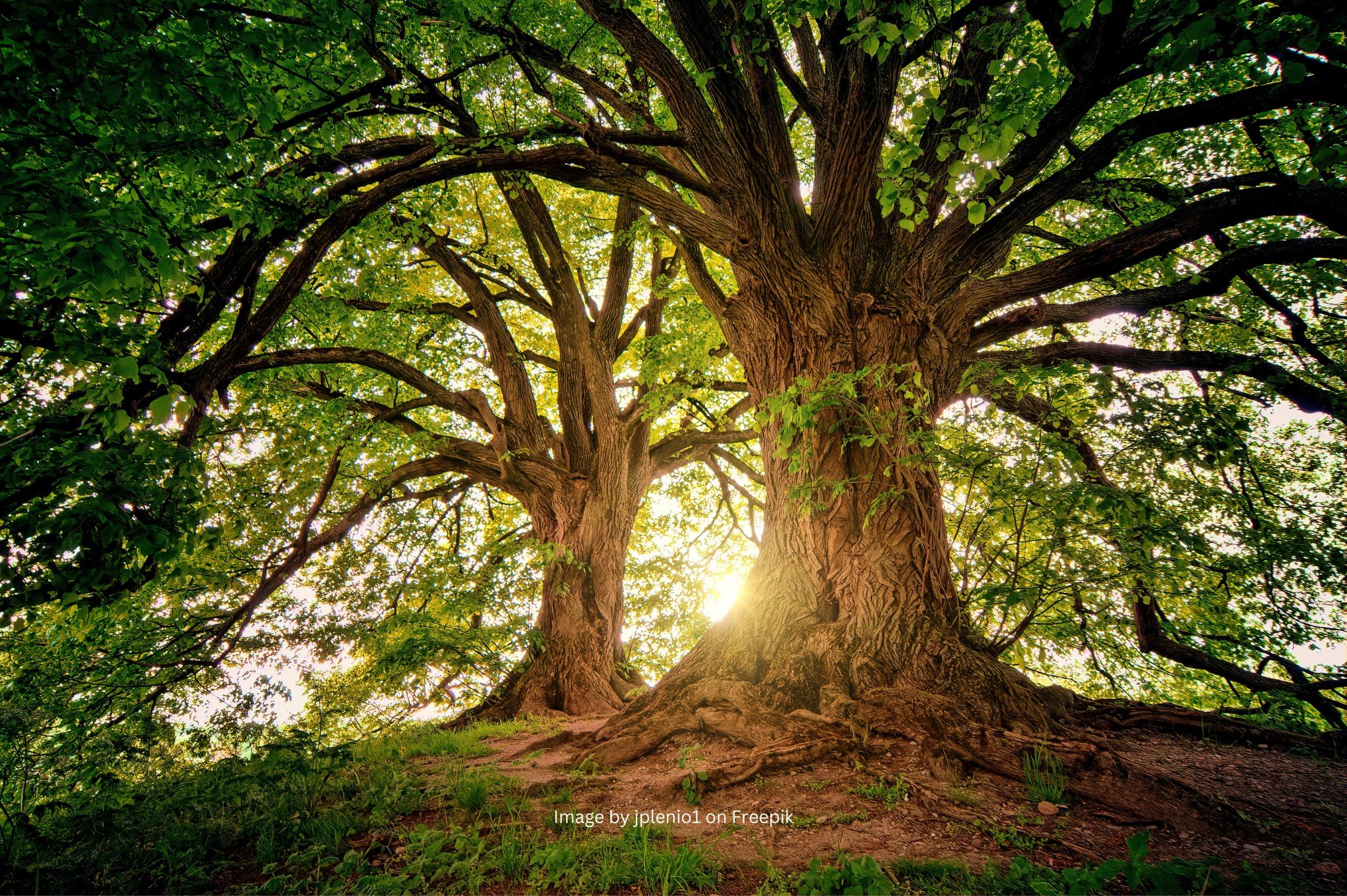 tree with attribution.png