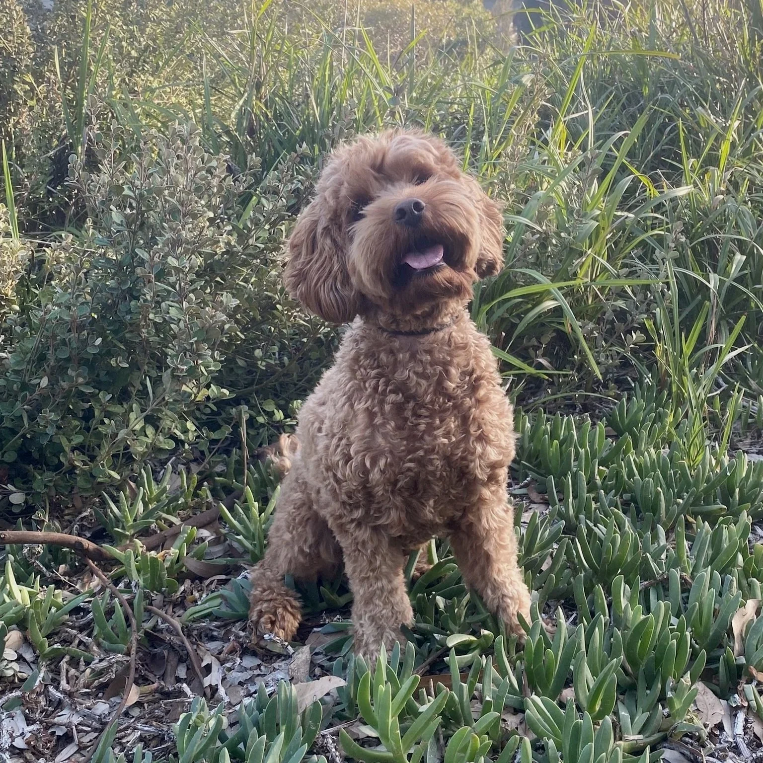 A happy curly-haired dog sitting among green plants and shrubs outdoors, looking at the camera with its mouth open.