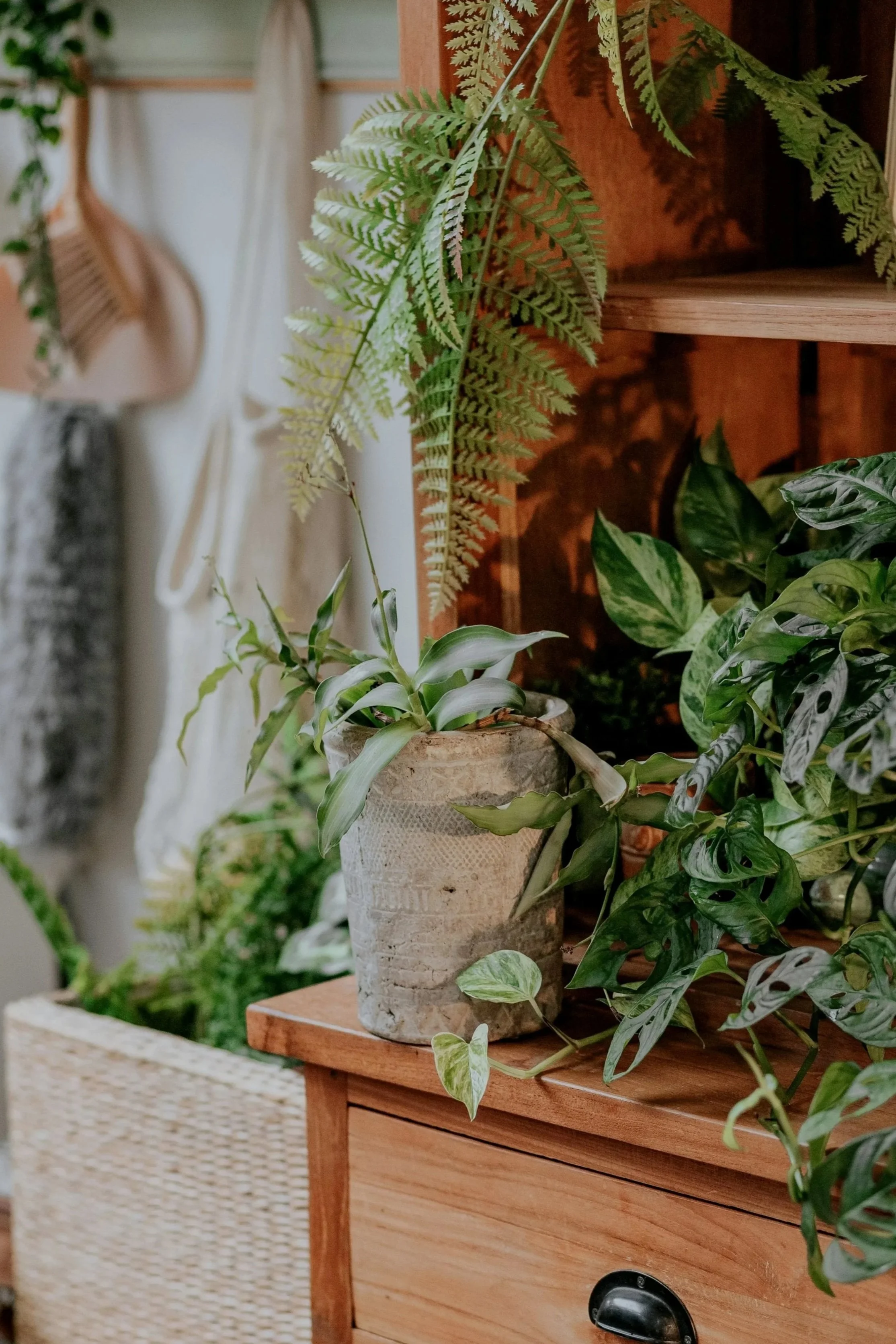 Indoor scene with various houseplants, including a fern in a textured pot on a wooden table, and other leafy plants nearby.