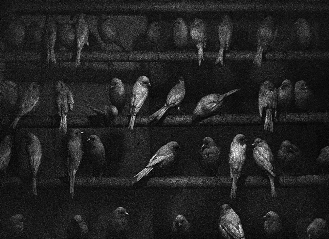 Birds, Mexico 1965