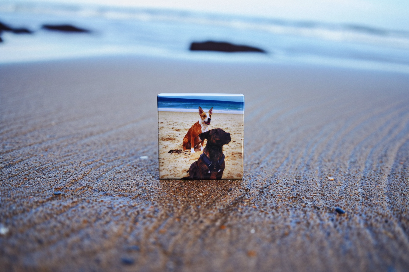 Two dogs printed on a square magnet displayed on the sand with ocean waves in the background – perfect gift for pet lovers.