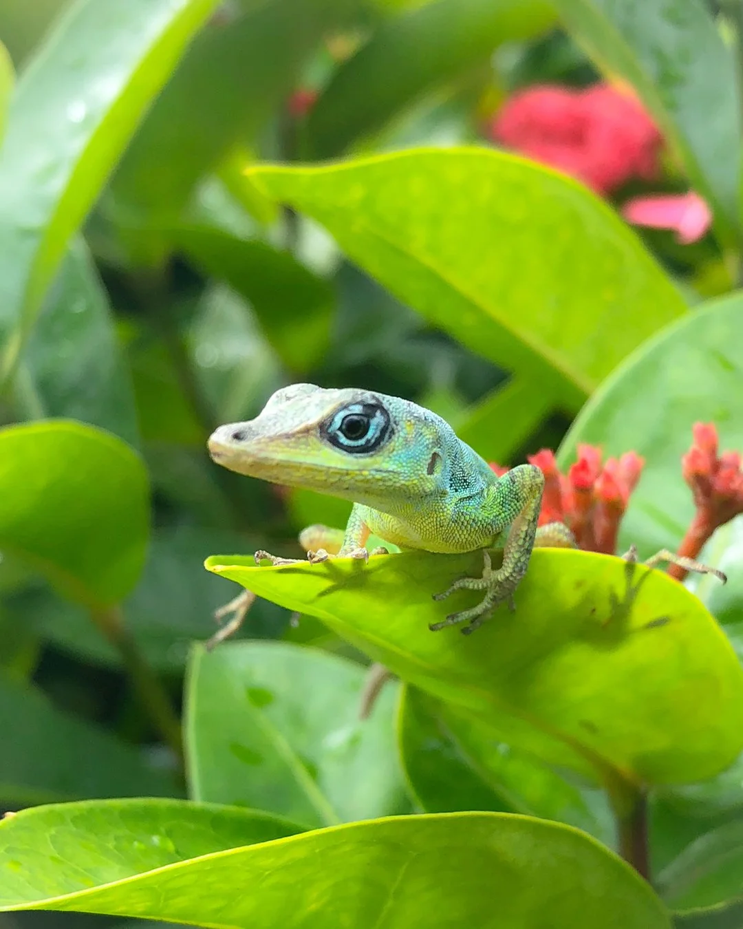 Morning patrol, garden edition.

#TaraHouseBarbados #BarbadosLuxury #LuxuryTravel #PrivateVilla #LuxuryEscape #ExclusiveGetaway #SurfingBarbados #SunsetSurf #CaribbeanAdventures #IslandVibes #OceanVibes #Wanderlust #TravelGoals #DreamVacation #Escape