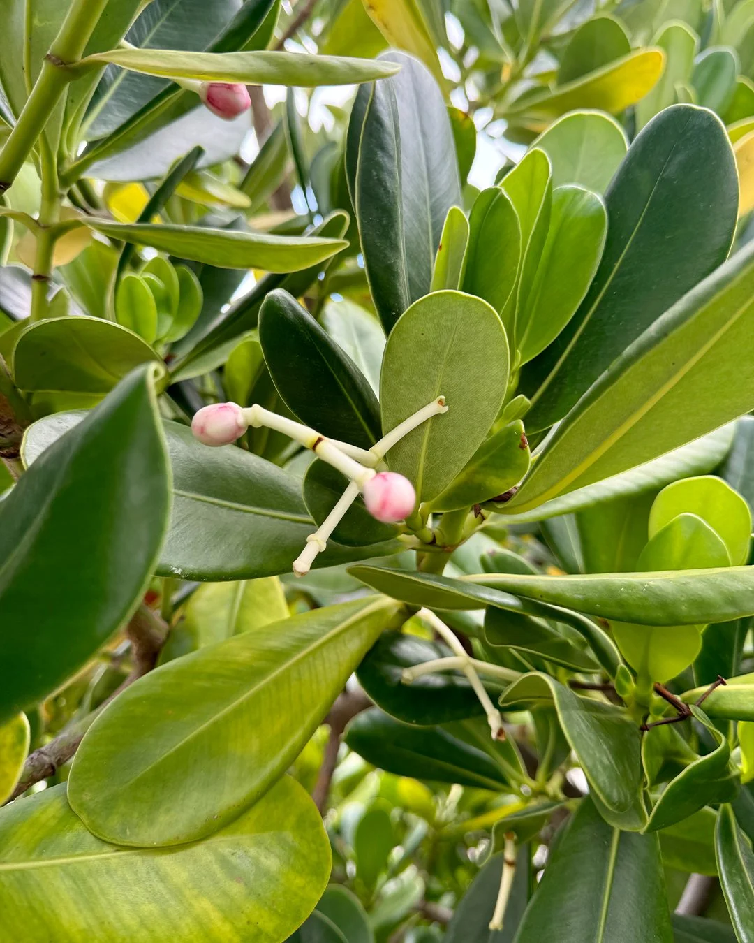 Framed by Clusia and morning calm, the kitchen is where nature finishes what design began.

#TaraHouseBarbados #BarbadosLuxury #LuxuryTravel #PrivateVilla #LuxuryEscape #ExclusiveGetaway #SurfingBarbados #SunsetSurf #CaribbeanAdventures #IslandVibes 