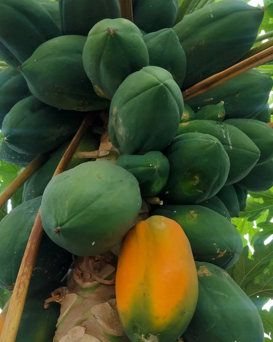 Morning ritual: inspecting the fruit trees like proud (and slightly impatient) parents.

#TaraHouseBarbados #BarbadosLuxury #LuxuryTravel #PrivateVilla #LuxuryEscape #ExclusiveGetaway #SurfingBarbados #SunsetSurf #CaribbeanAdventures #IslandVibes #Oc