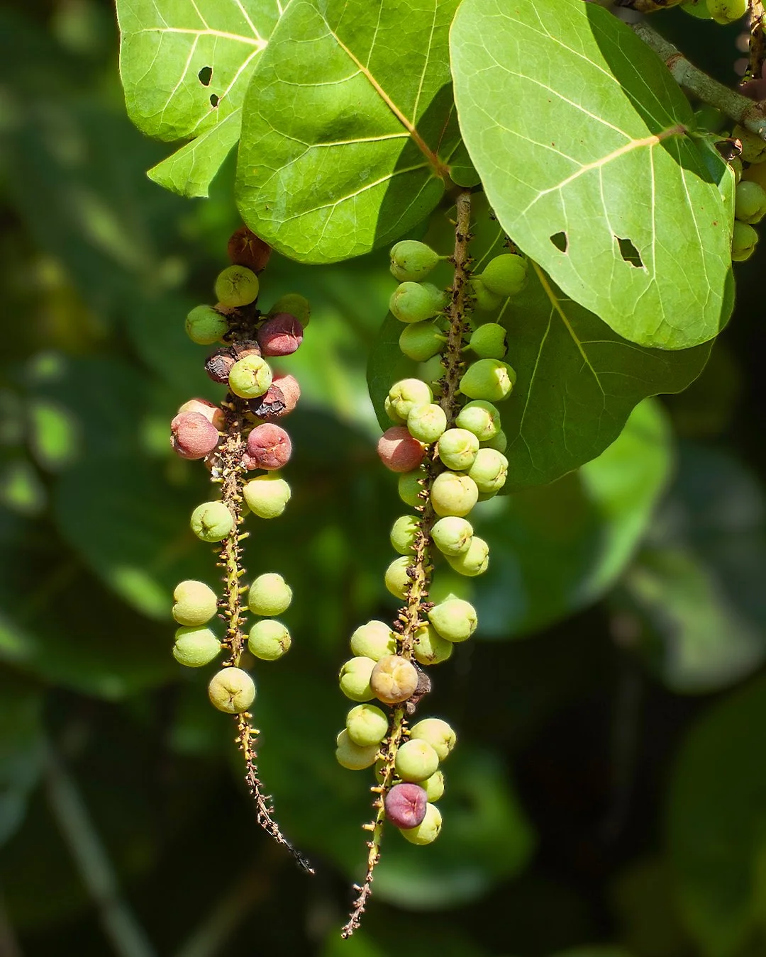 Small parts of island life.