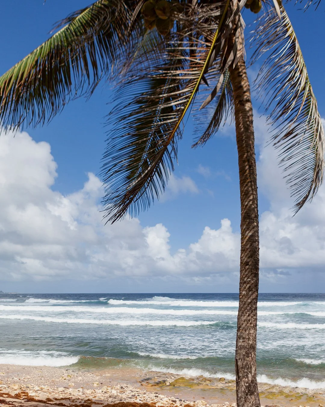 The island changes when you head east.

#TaraHouseBarbados
#Barbados
#LuxuryVilla
#LuxuryTravel
#BarbadosVilla
#PrivateVilla
#CaribbeanLuxury
#VisitBarbados
#BarbadosVacation
#BarbadosTravel
#BarbadosLife
#BarbadosHoliday