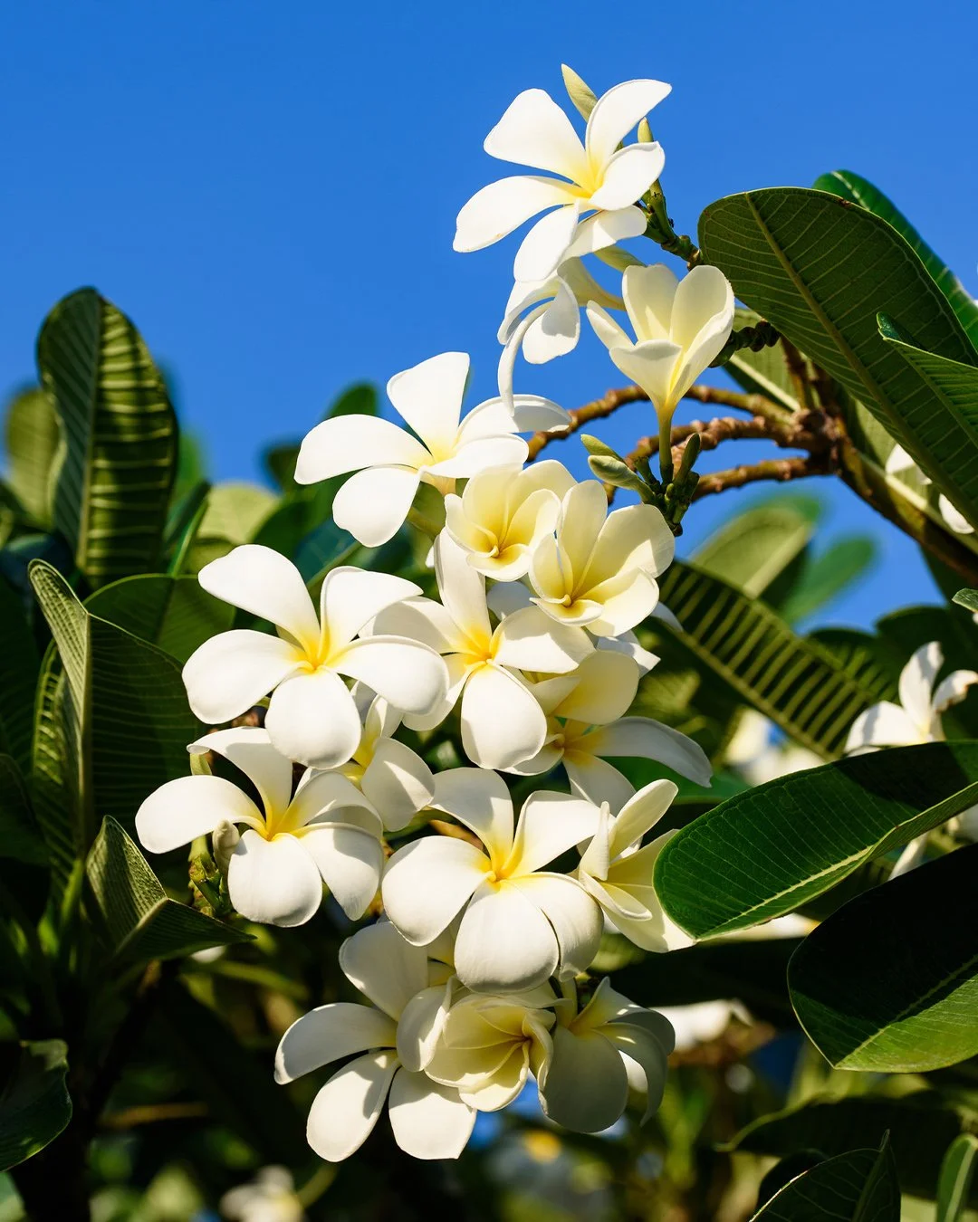 Frangipani, getting ready to scent the evening air.