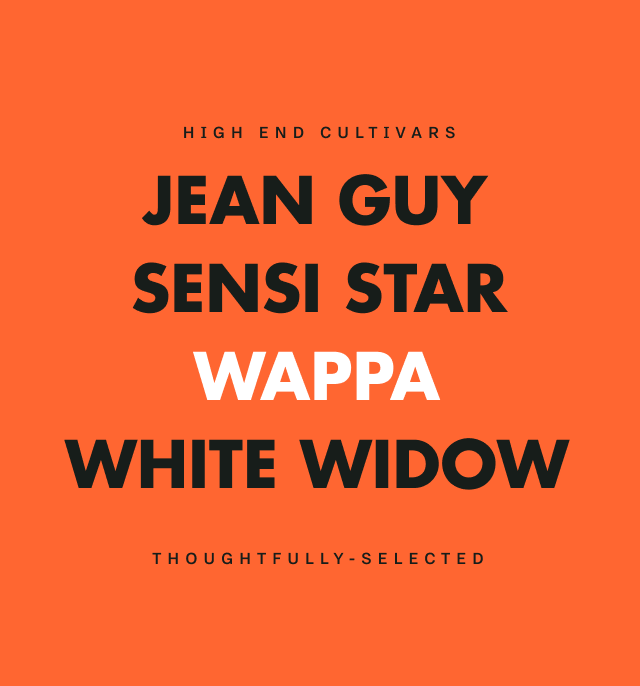 Homepage - Wappa - Mobile.png