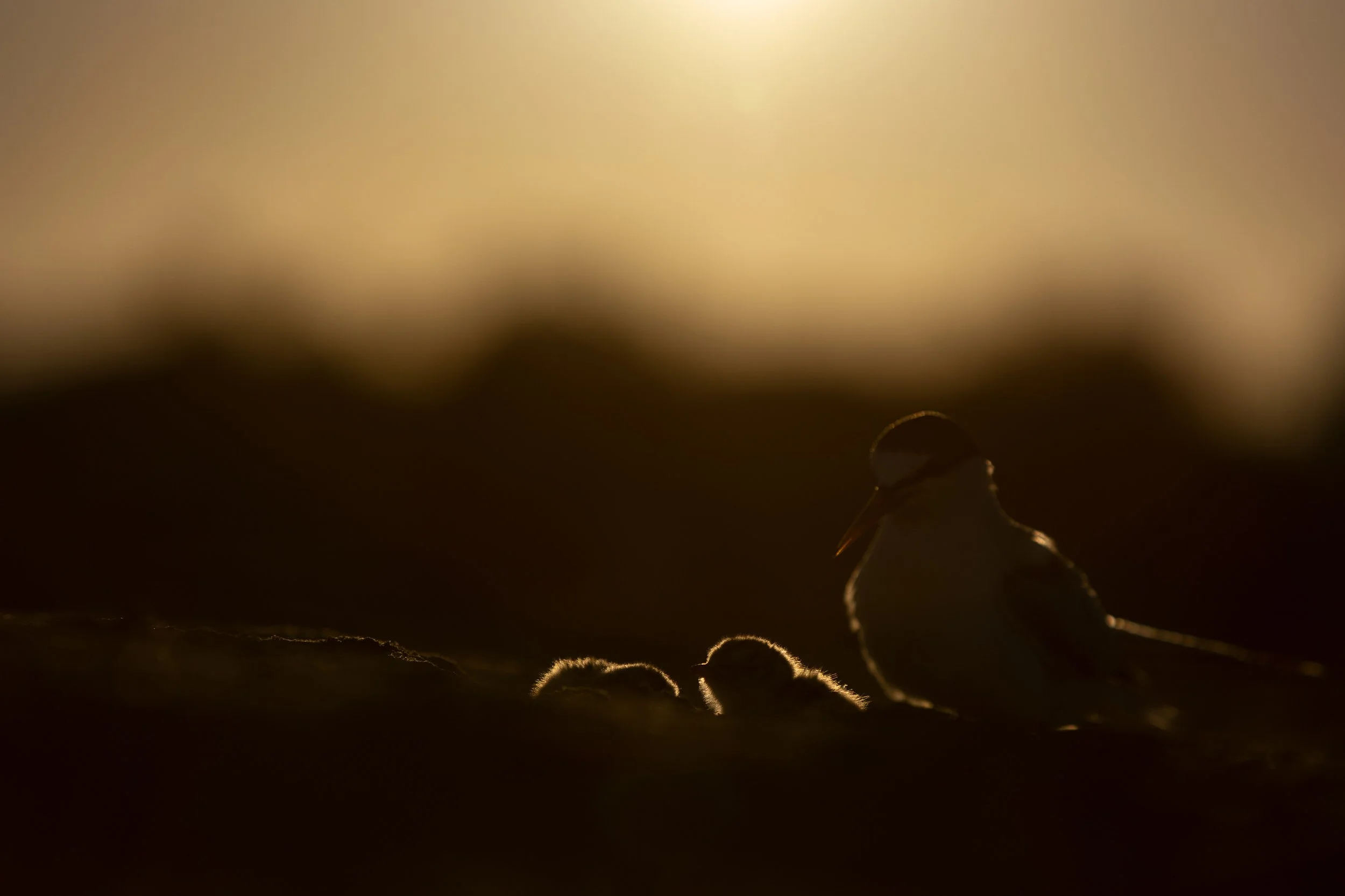 IMG_6726 2560px.jpg