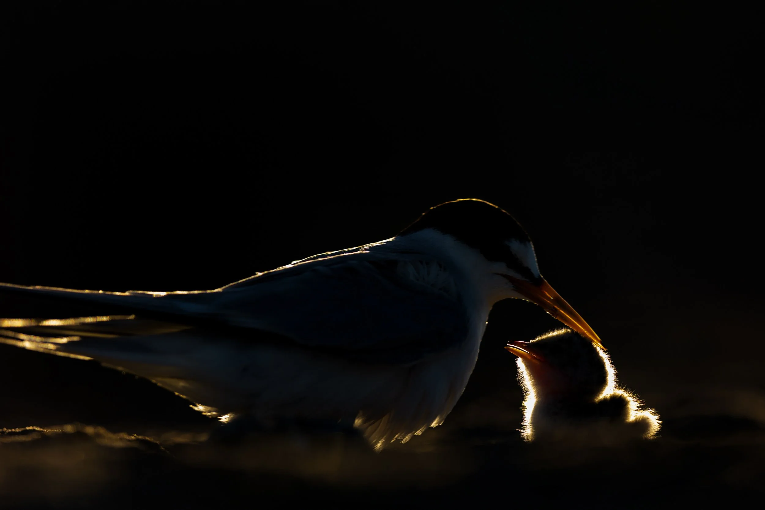 IMG_7166 2560px.jpg
