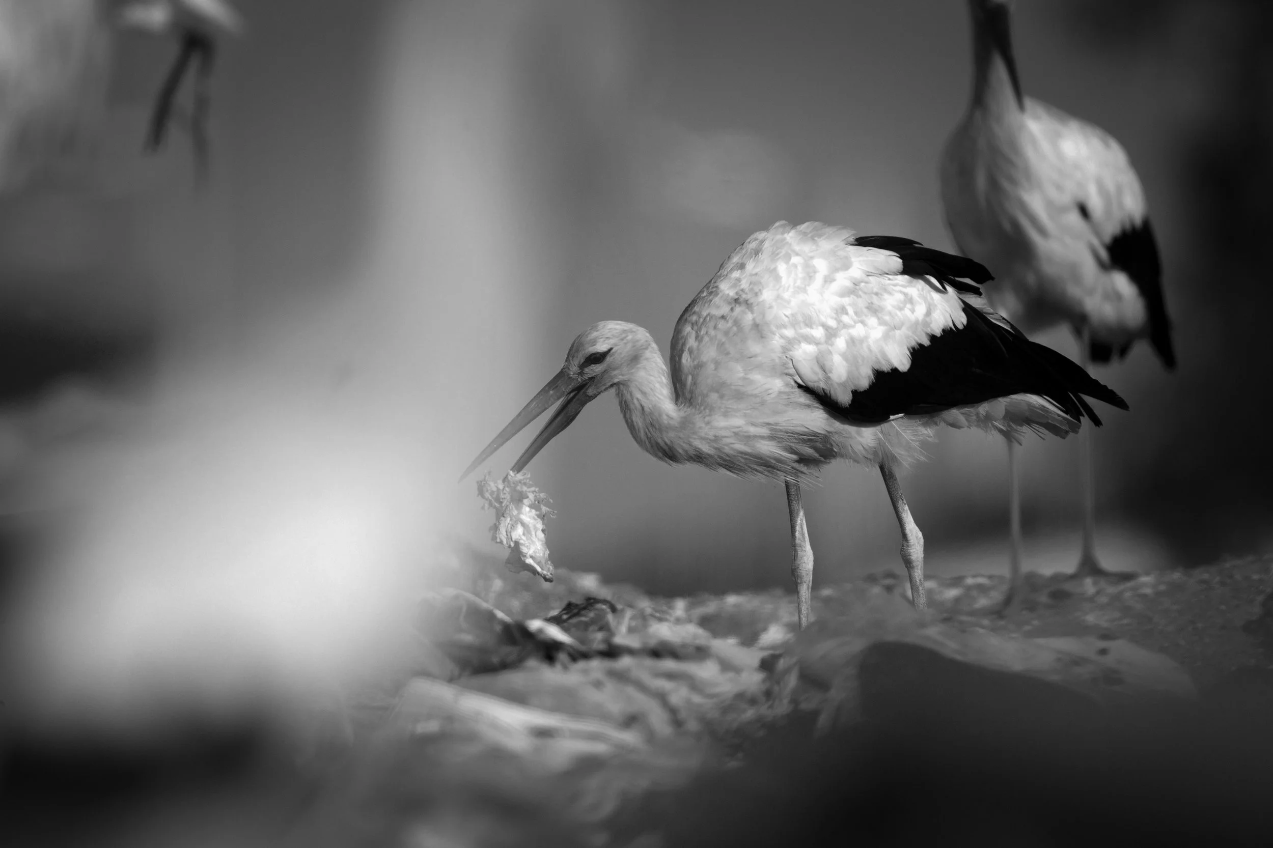 _H6C0758 2560pxpb.jpg