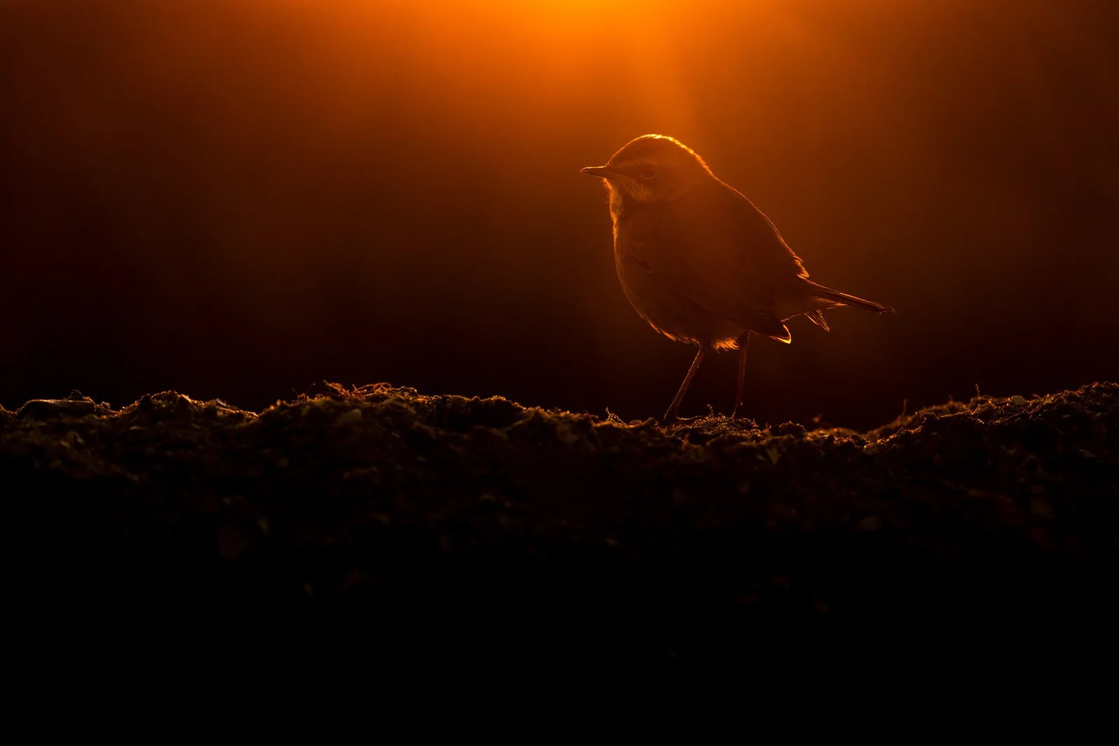 _DSF0768+2560px.jpg