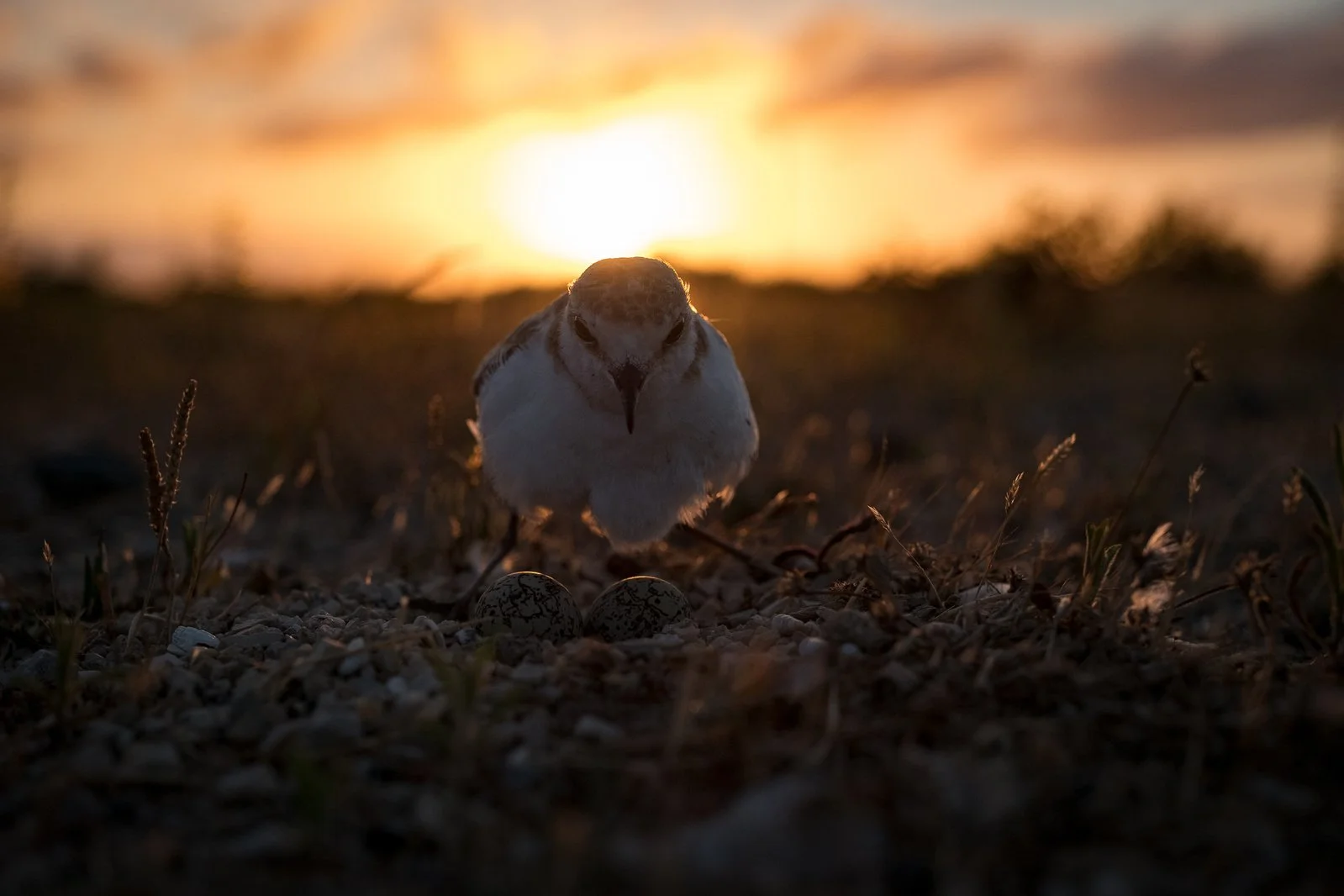 _DSF9388+2560px.jpg