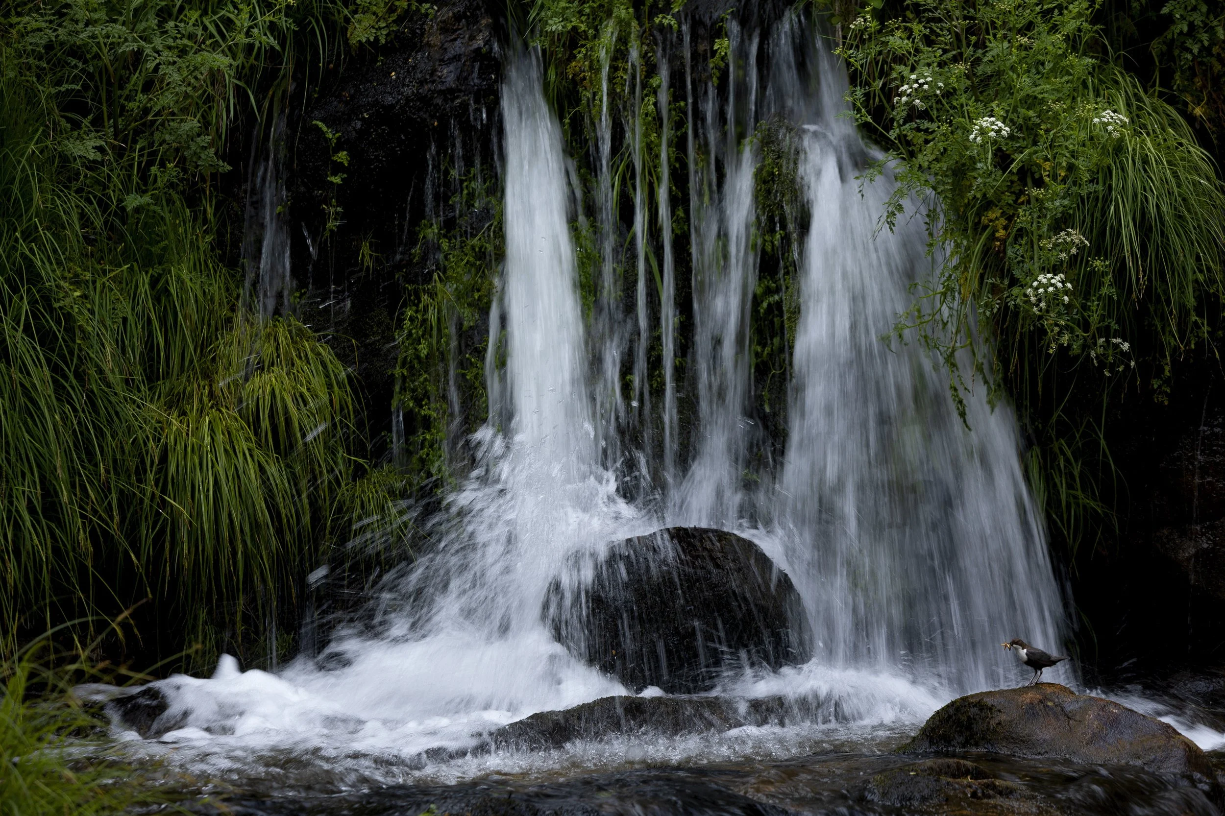 cinclus 3 - 2560px.jpg