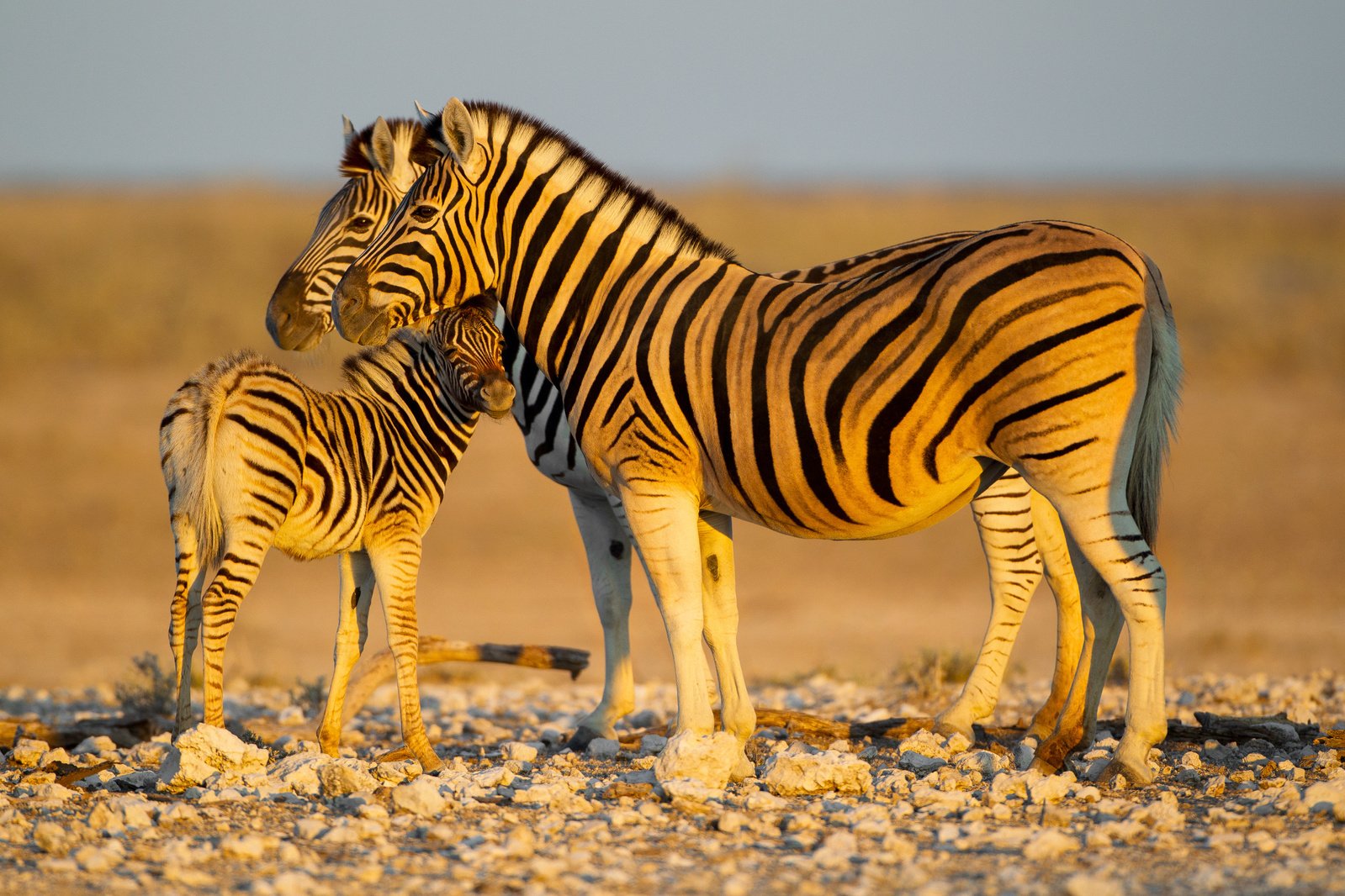 _H6C6230+2560px.jpg