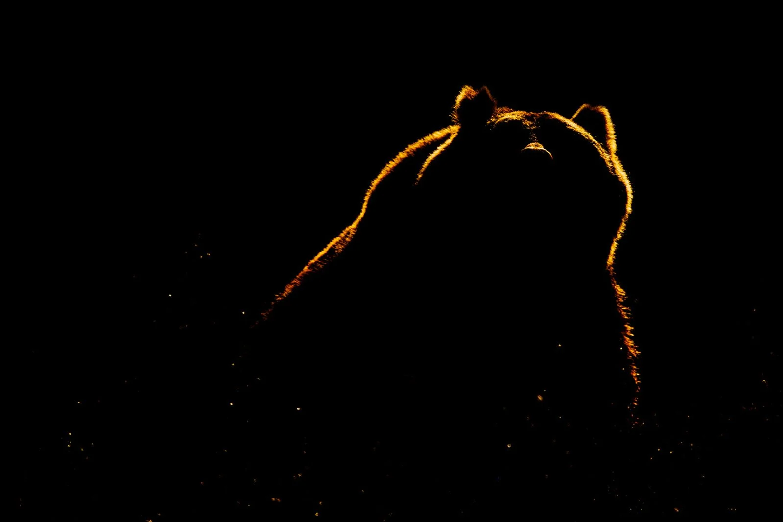 _H6C1585+2560px.jpg