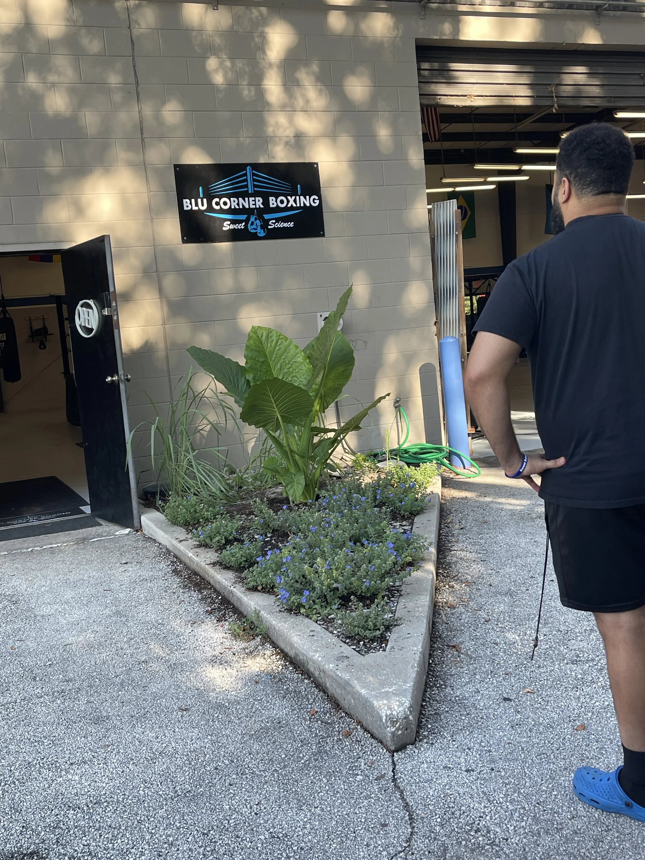 Exterior view of a gym called 'Blu Corner Boxing' with a person standing outside. The gym has a sign that reads 'Blu Corner Boxing, Sweet Science,' and there are plants in a small landscaped area near the entrance. The building has a brick or tiled wall, and part of the open gym interior with lighting and a flag visible inside. The person is wearing a black t-shirt, shorts, and blue Crocs, facing the gym with one hand on their hip.