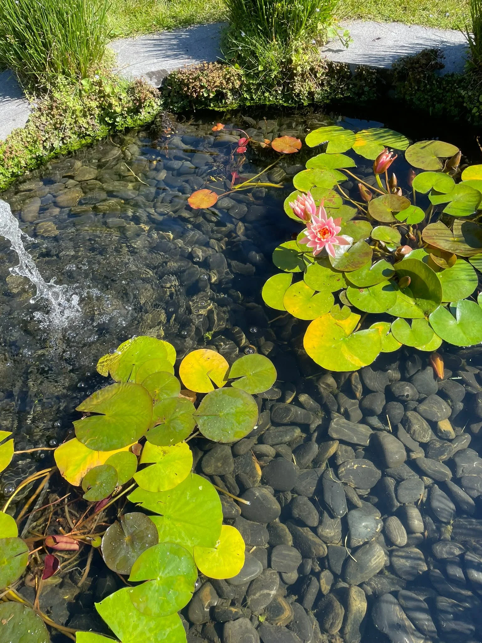 fountain-vancouver-landscape-goldenrake-design.jpeg