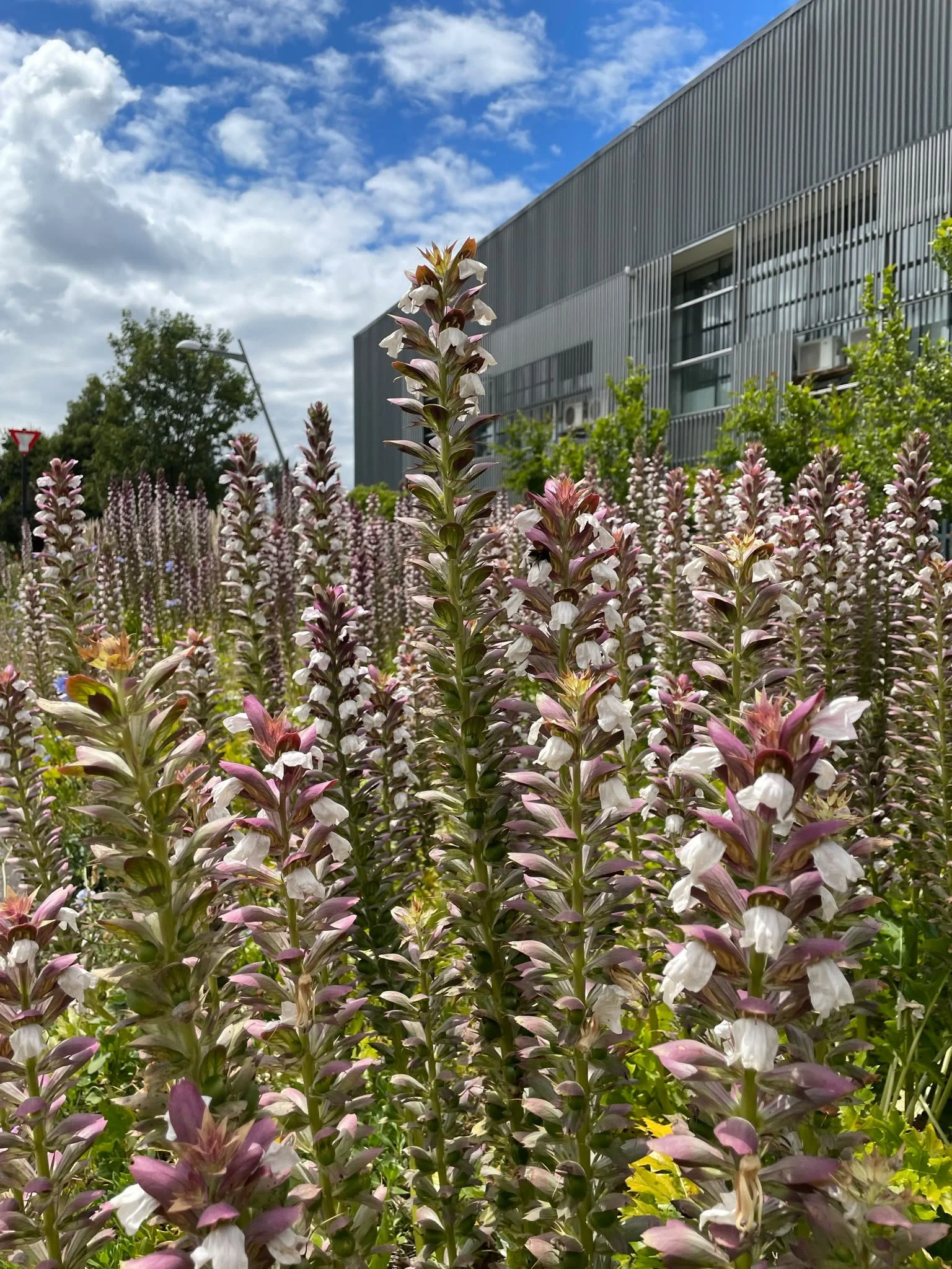 flower-landscape-annuals-goldenrake.ca-vancouver.jpeg