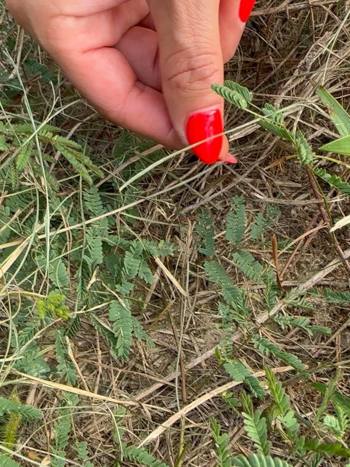 ✨ Meet the Sensitive Plant (Mimosa pudica) ✨
Also called the “touch-me-not,” this plant instantly folds its leaves when touched. 🌱 That movement—called thigmonasty—happens when tiny cells release water pressure, snapping the