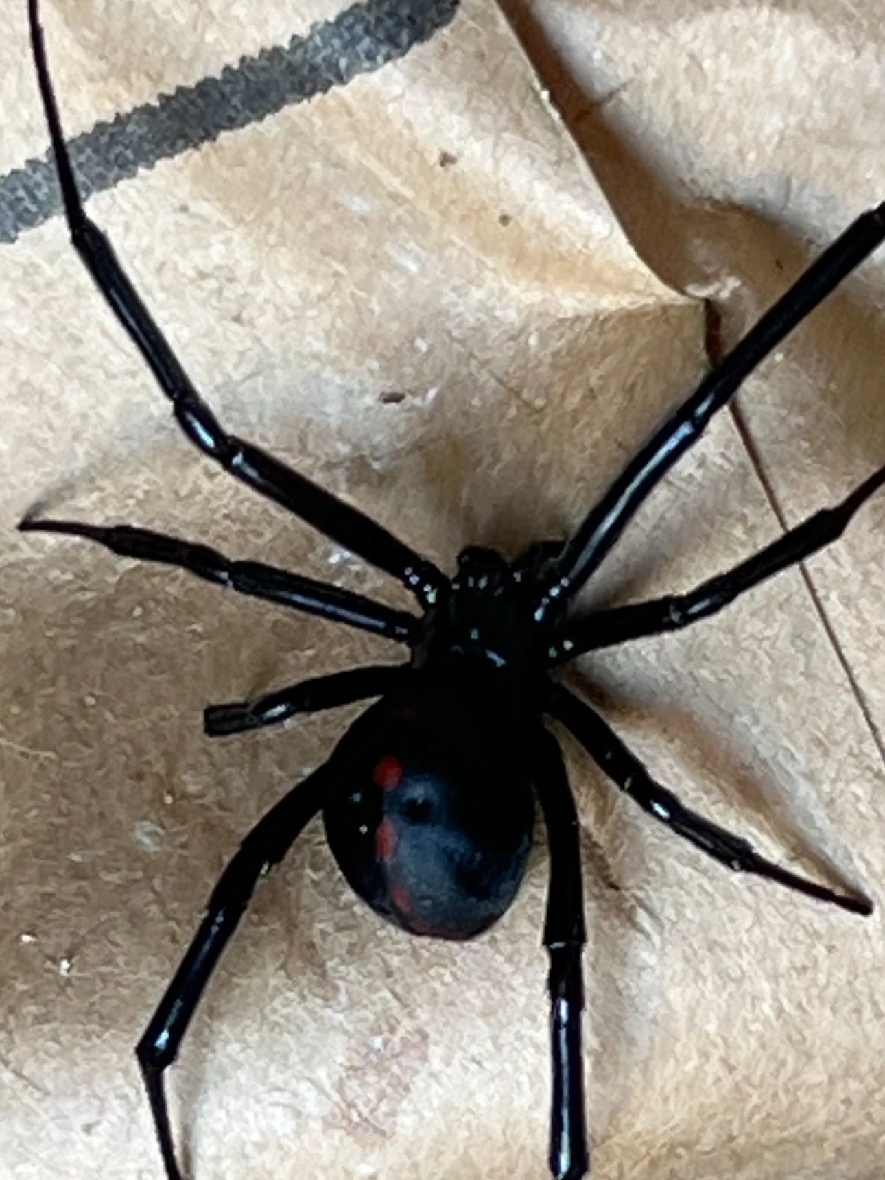 Triple Z Wildlife comes in all forms &mdash; some cute, some&hellip; carrying neurotoxins&hellip;..
🕷️ 1️⃣ Northern Black Widow (Latrodectus variolus)
How to ID: Glossy black with red dots or broken hourglass on top, not underneath (that would be so
