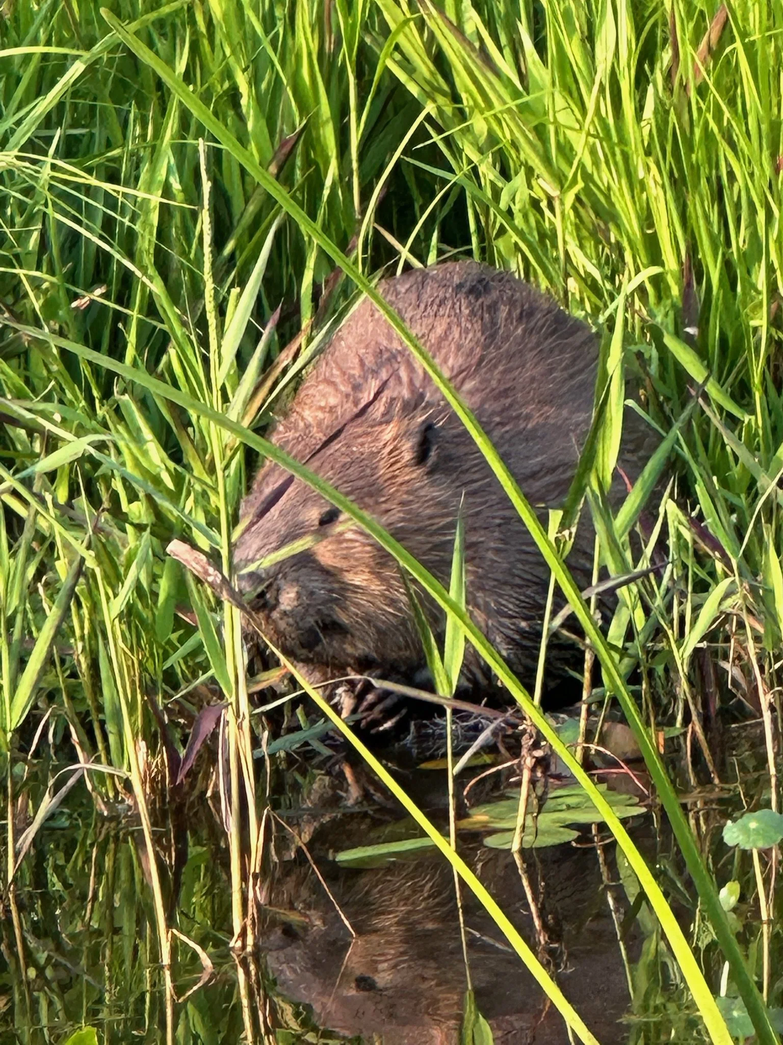 Wildlife — Triple Z Ranch and Wildlife Project