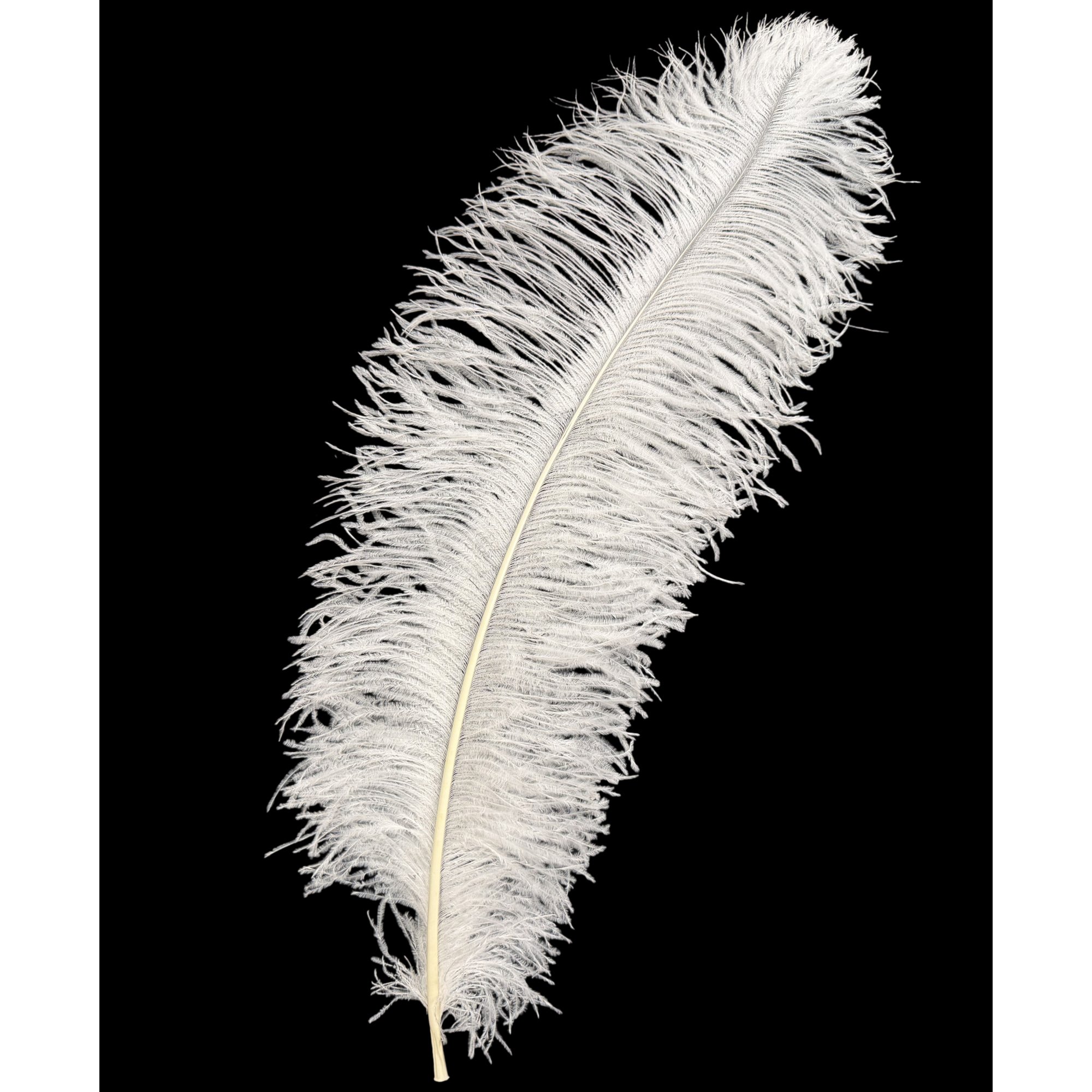 #1 Grade 25-29" Ostrich Wing Plume Feathers - Bright White