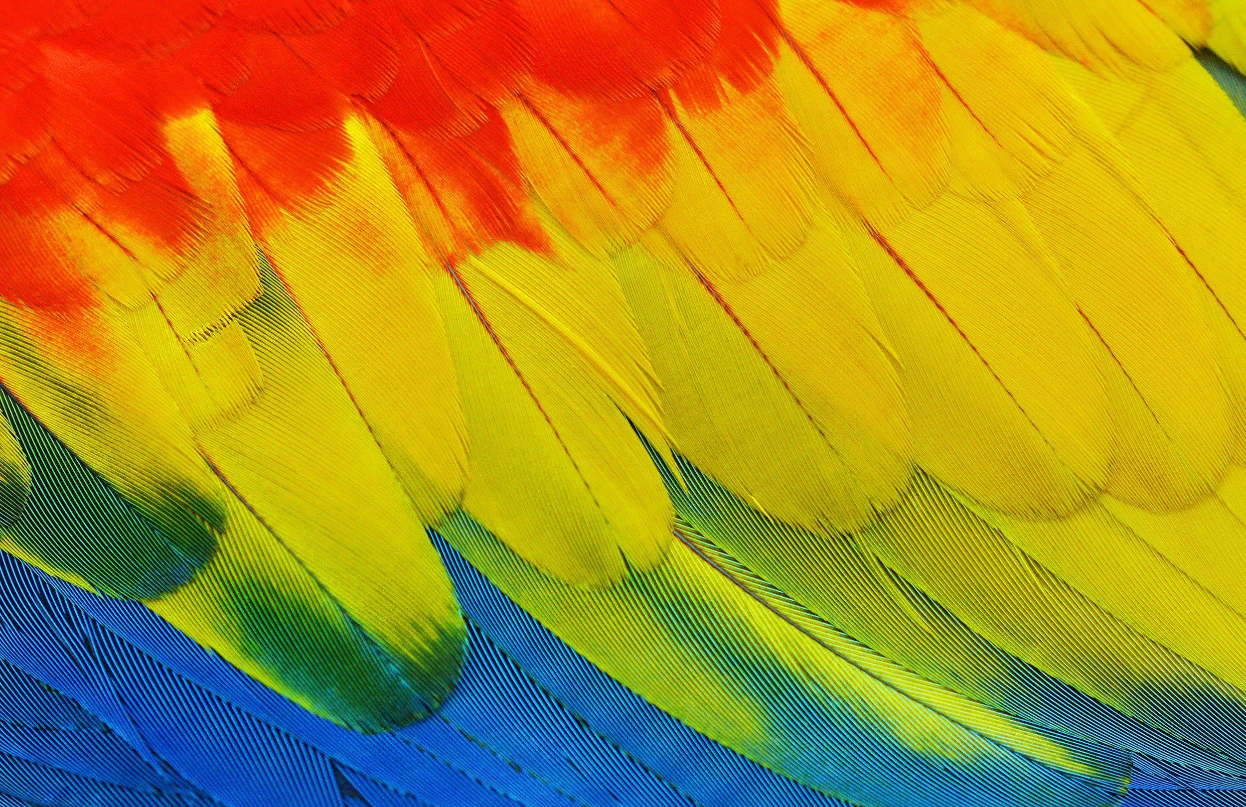 Close-up image of Scarlet Macaw Wing feathers in bright shades of red, yellow, green, and blue.