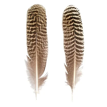 Mottled Peacock Wing Quills 7-10"