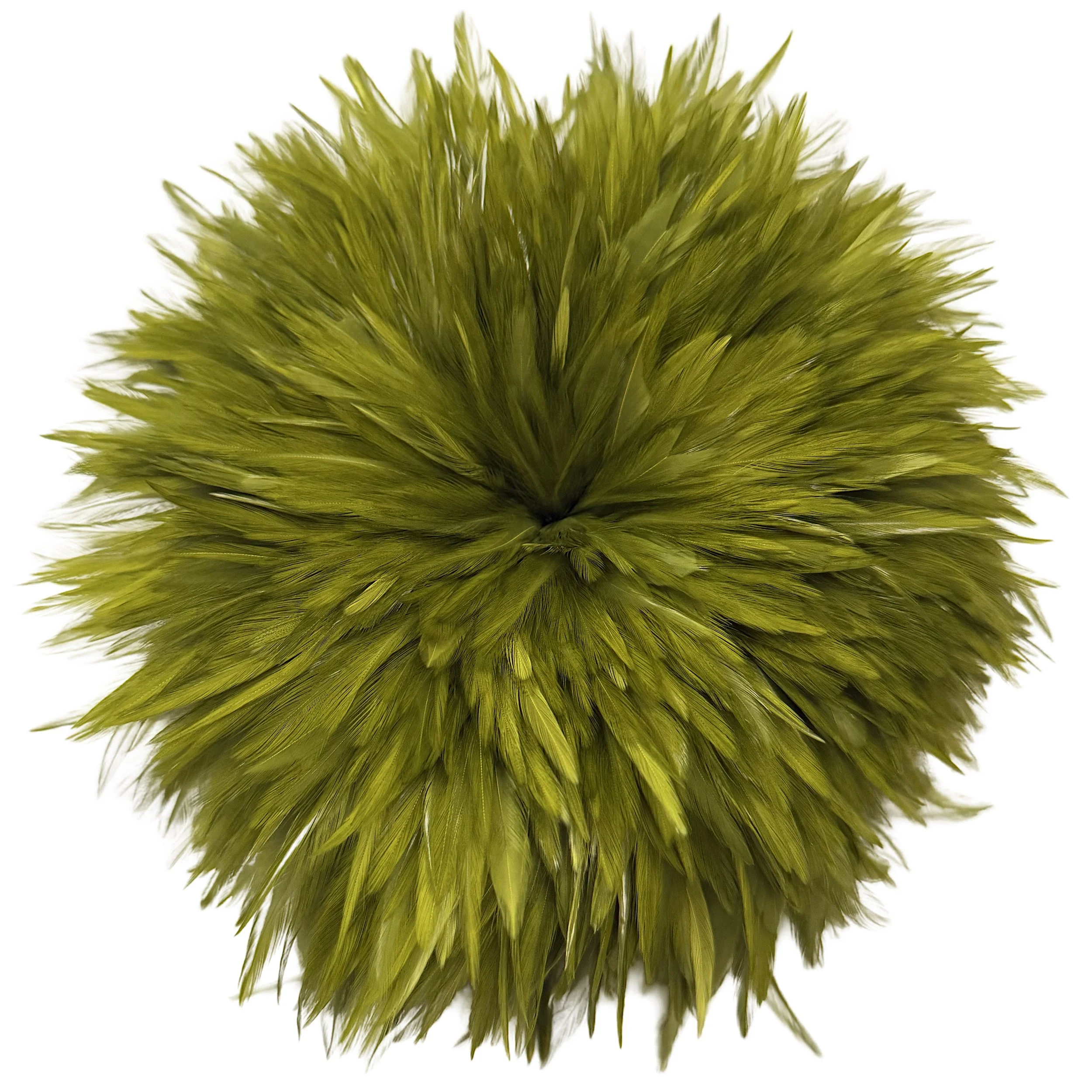 SCCS4olivea.jpg
